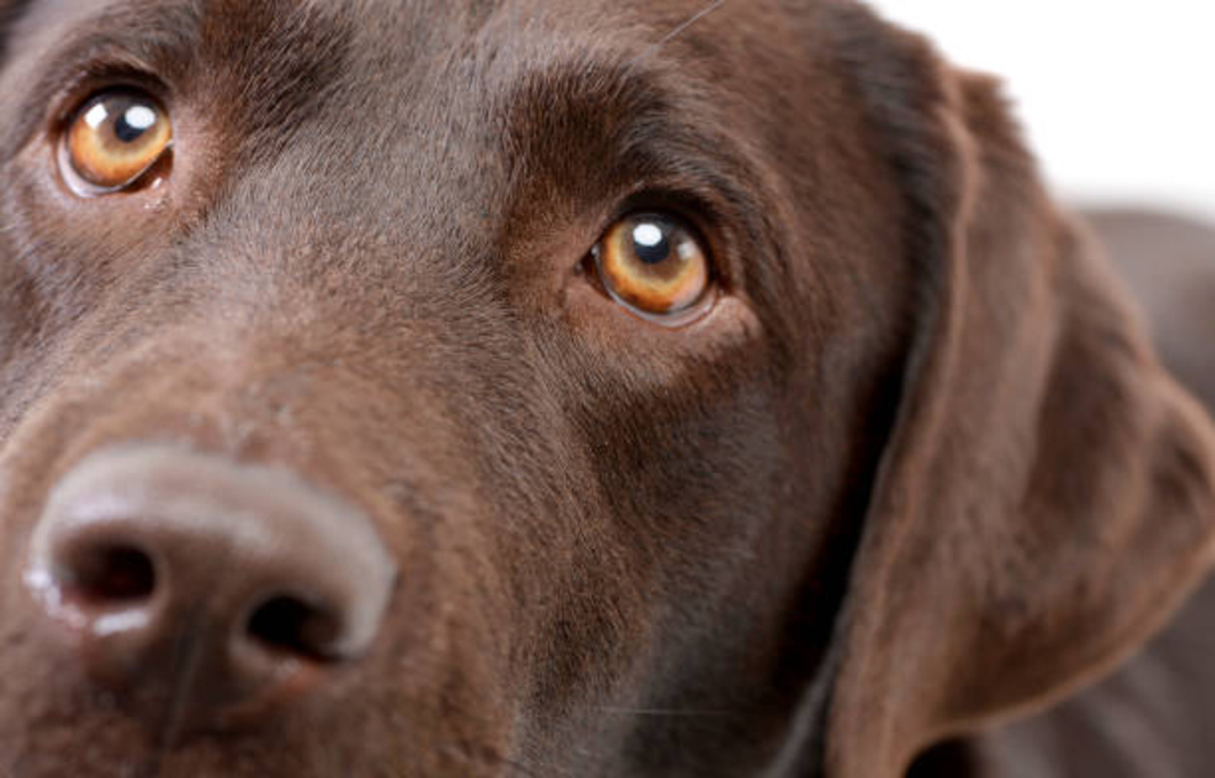 yeux d'un chien au pelage marron