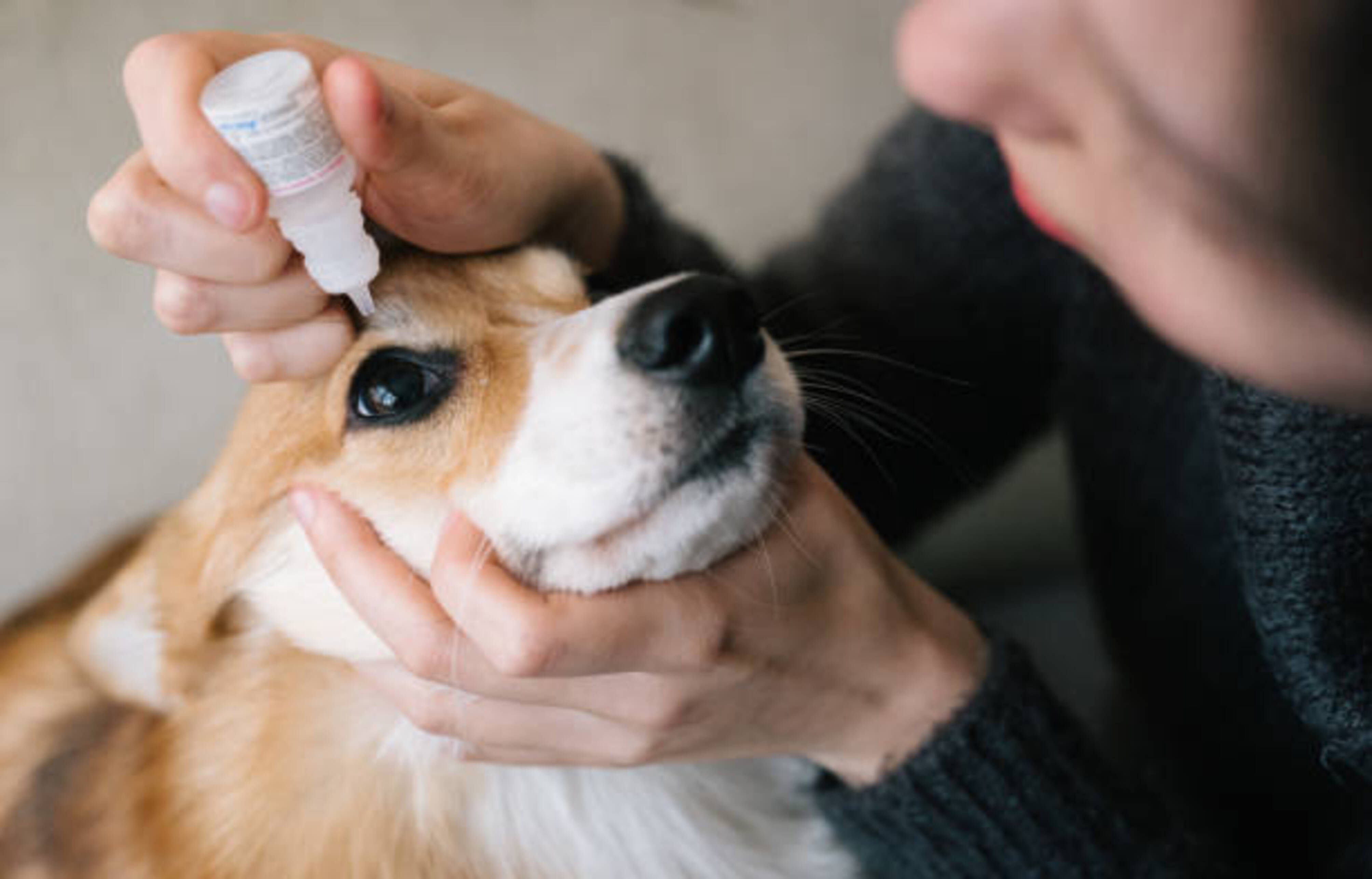 femme qui met des gouttes dans les yeux de son chien
