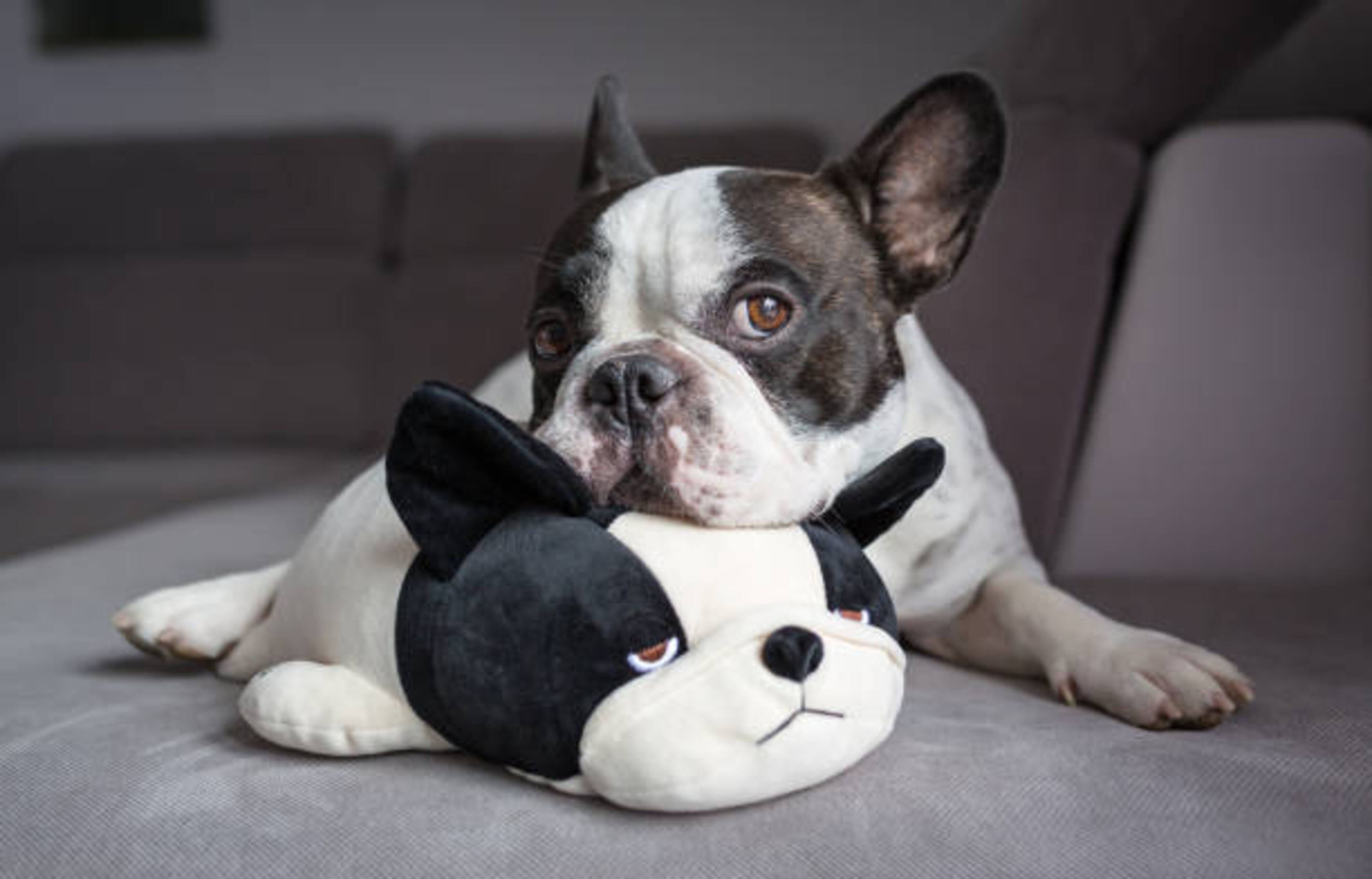 Offrir une peluche à votre chien ?
