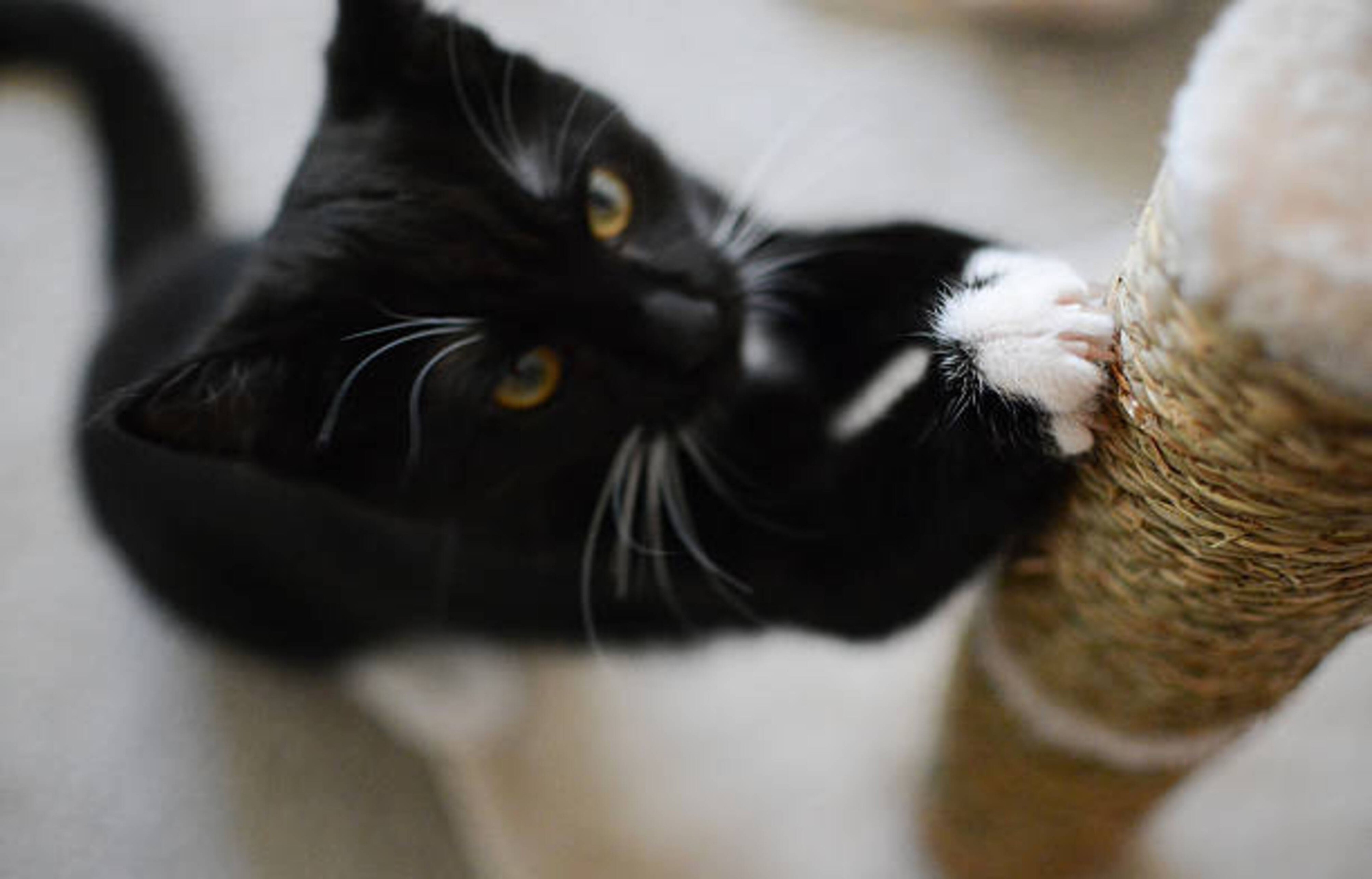 Un griffoir pour chat, quelle utilité ?