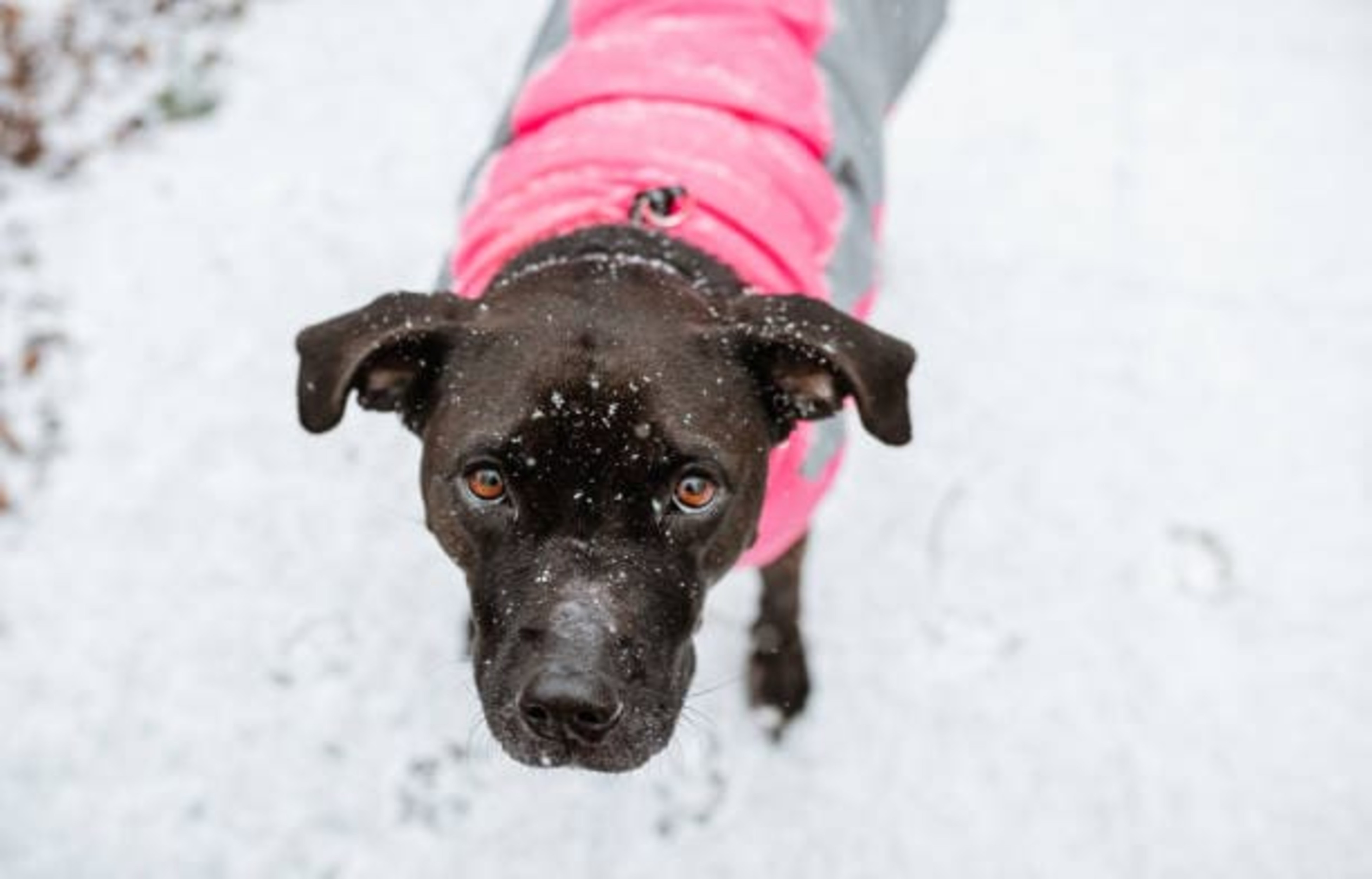 Faut-il mettre un manteau à votre chien ?