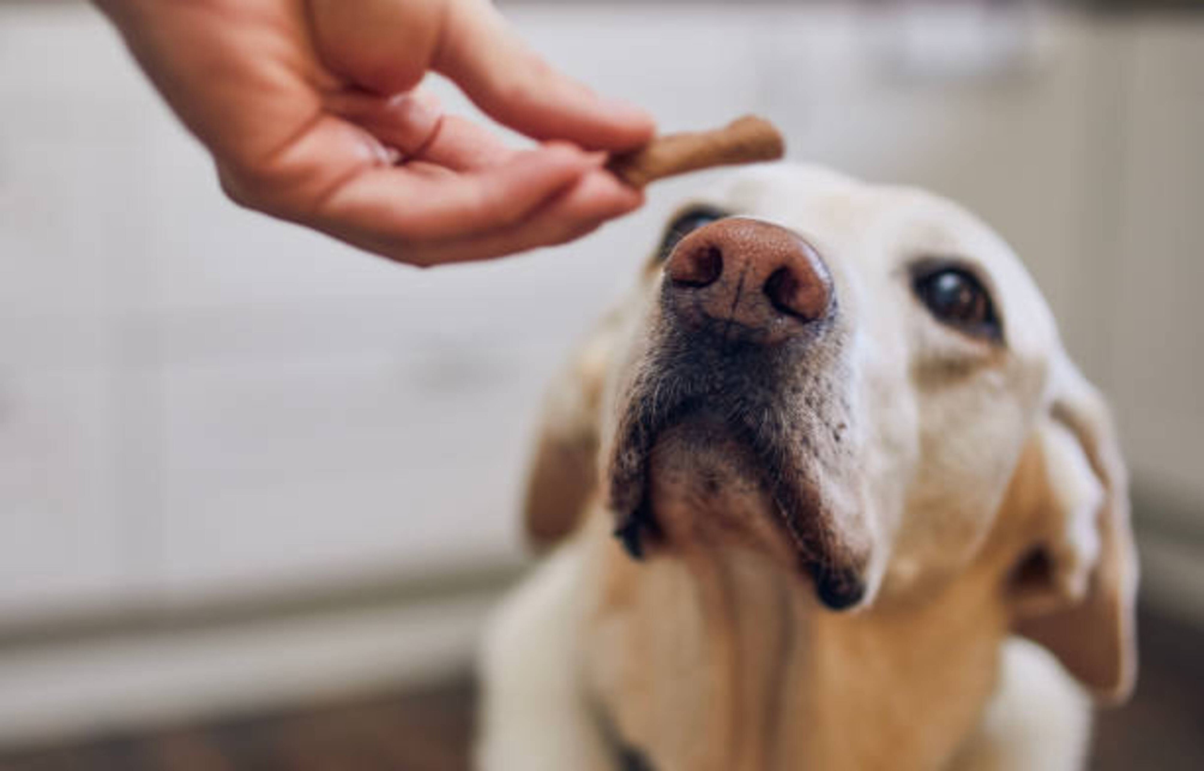 Friandises pour chien : guide complet pour un bon usage