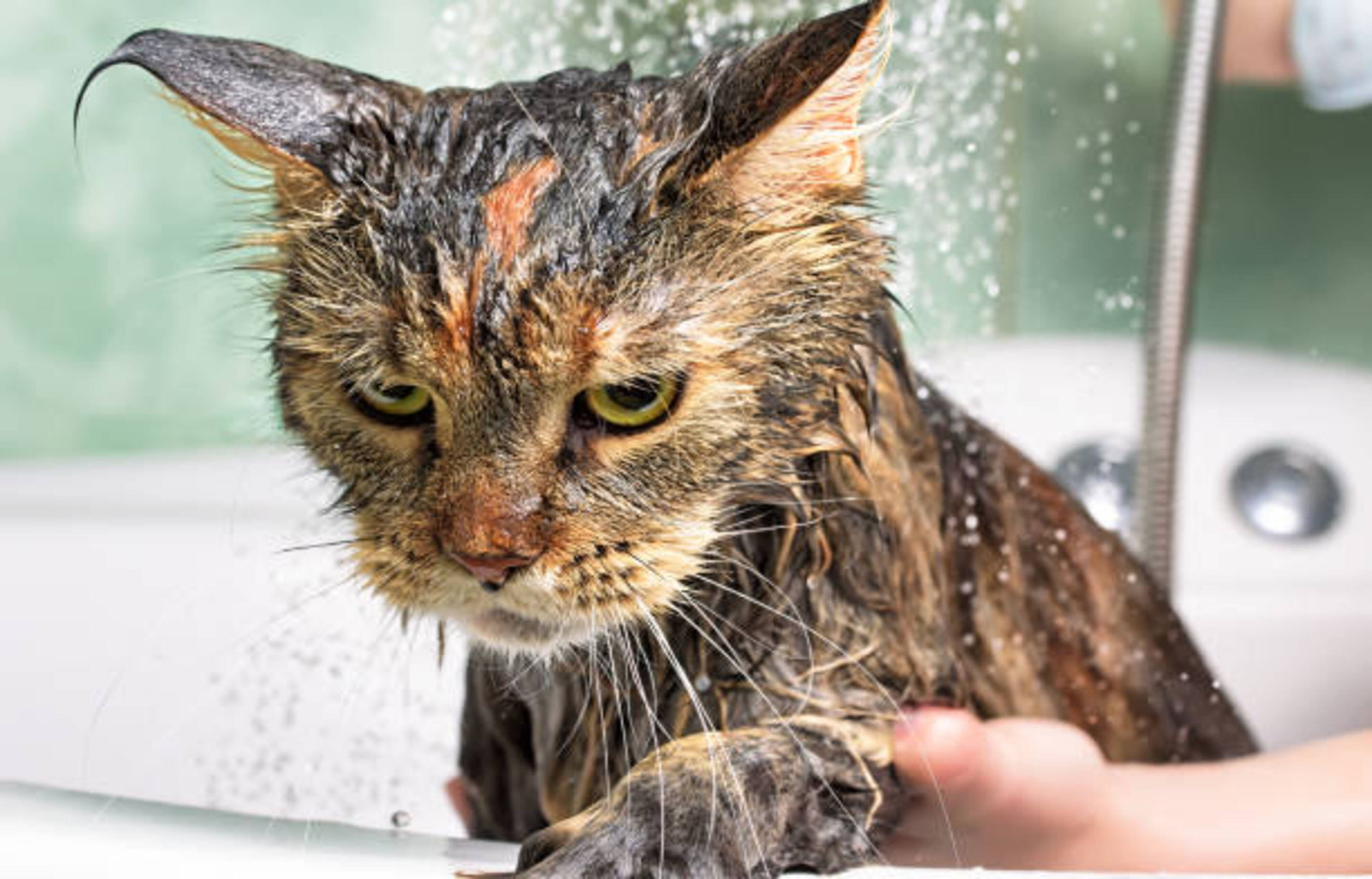 Comment laver votre chat ?