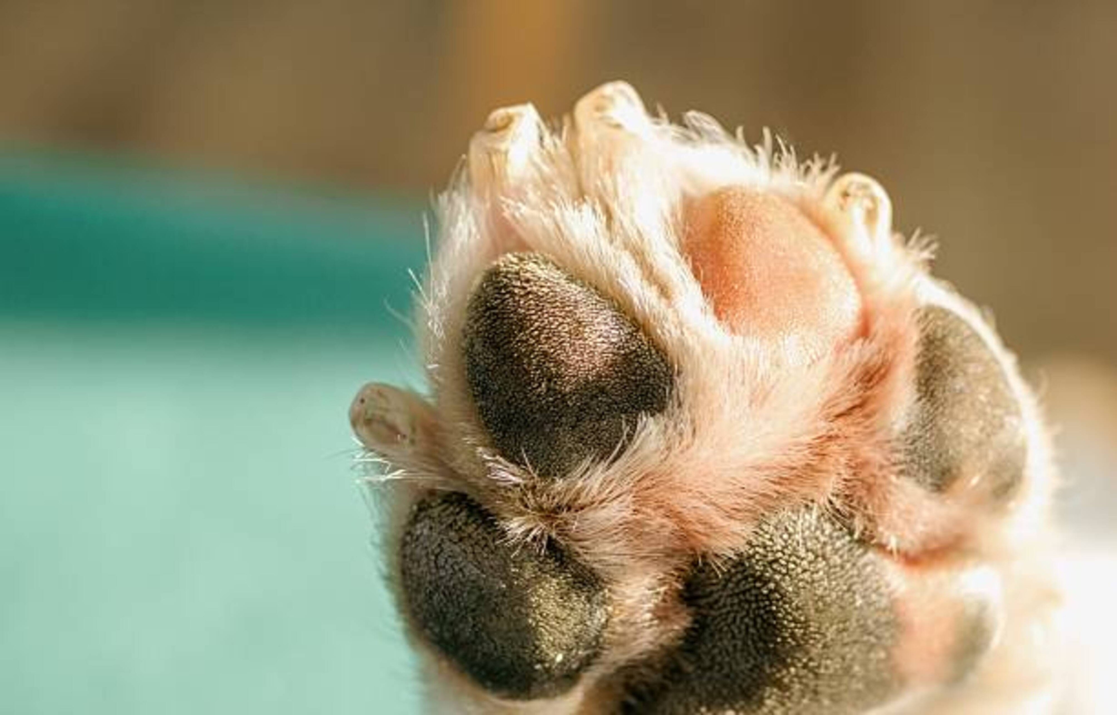 Comment prendre soin des coussinets de votre chien en hiver ?