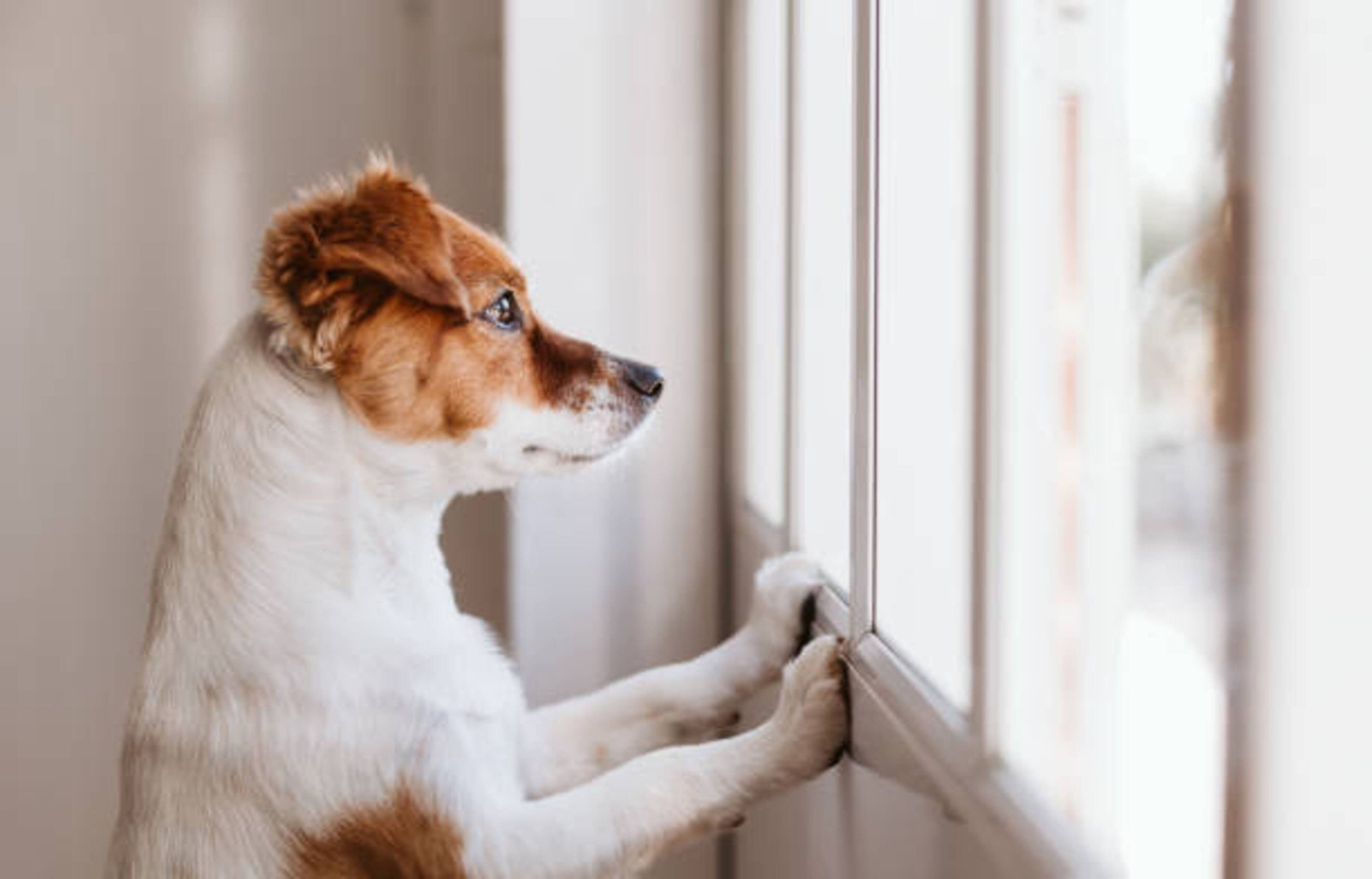 Mieux comprendre l'anxiété de séparation chez votre chien