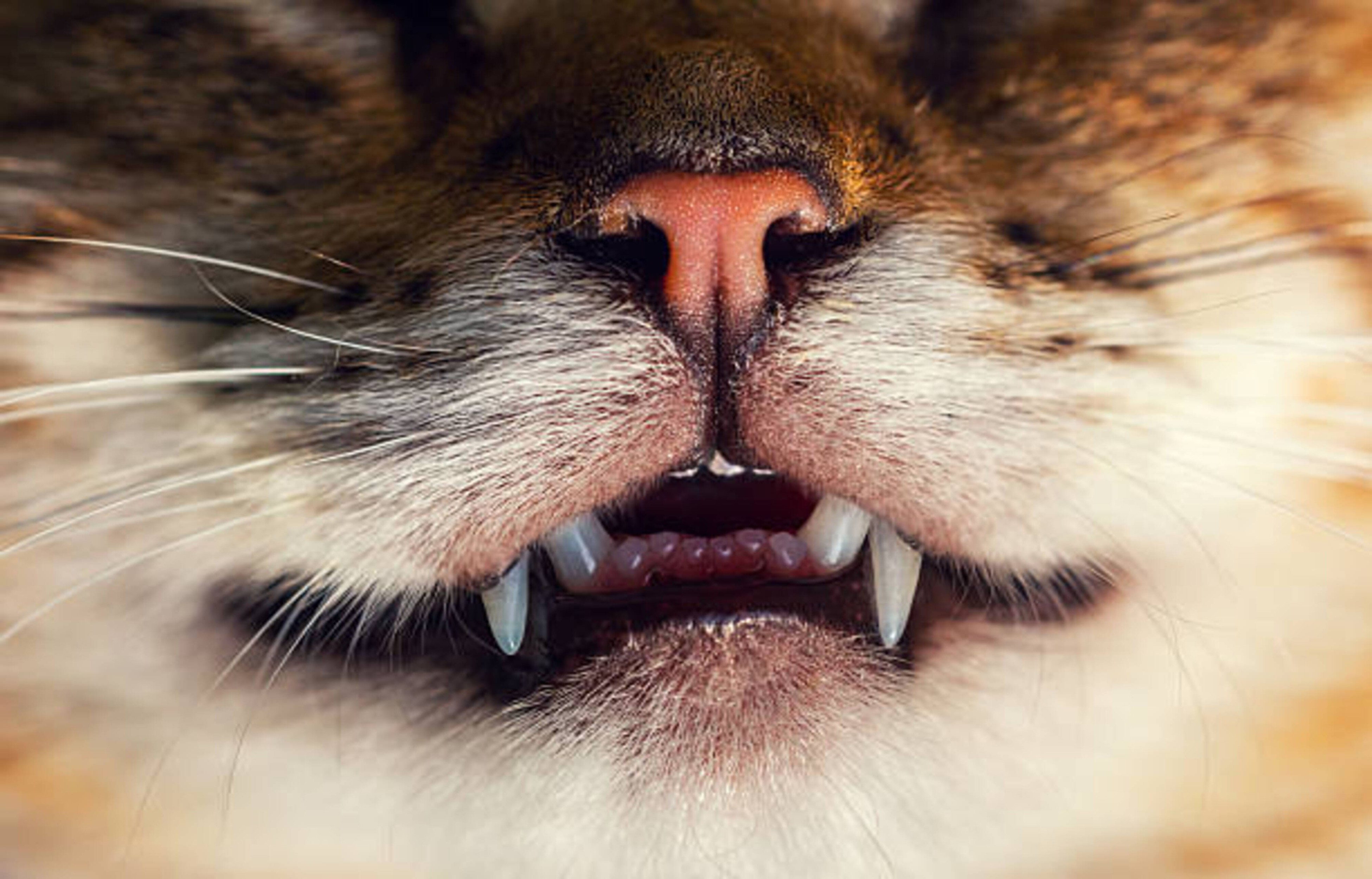 Lutter contre le tartre chez votre chat