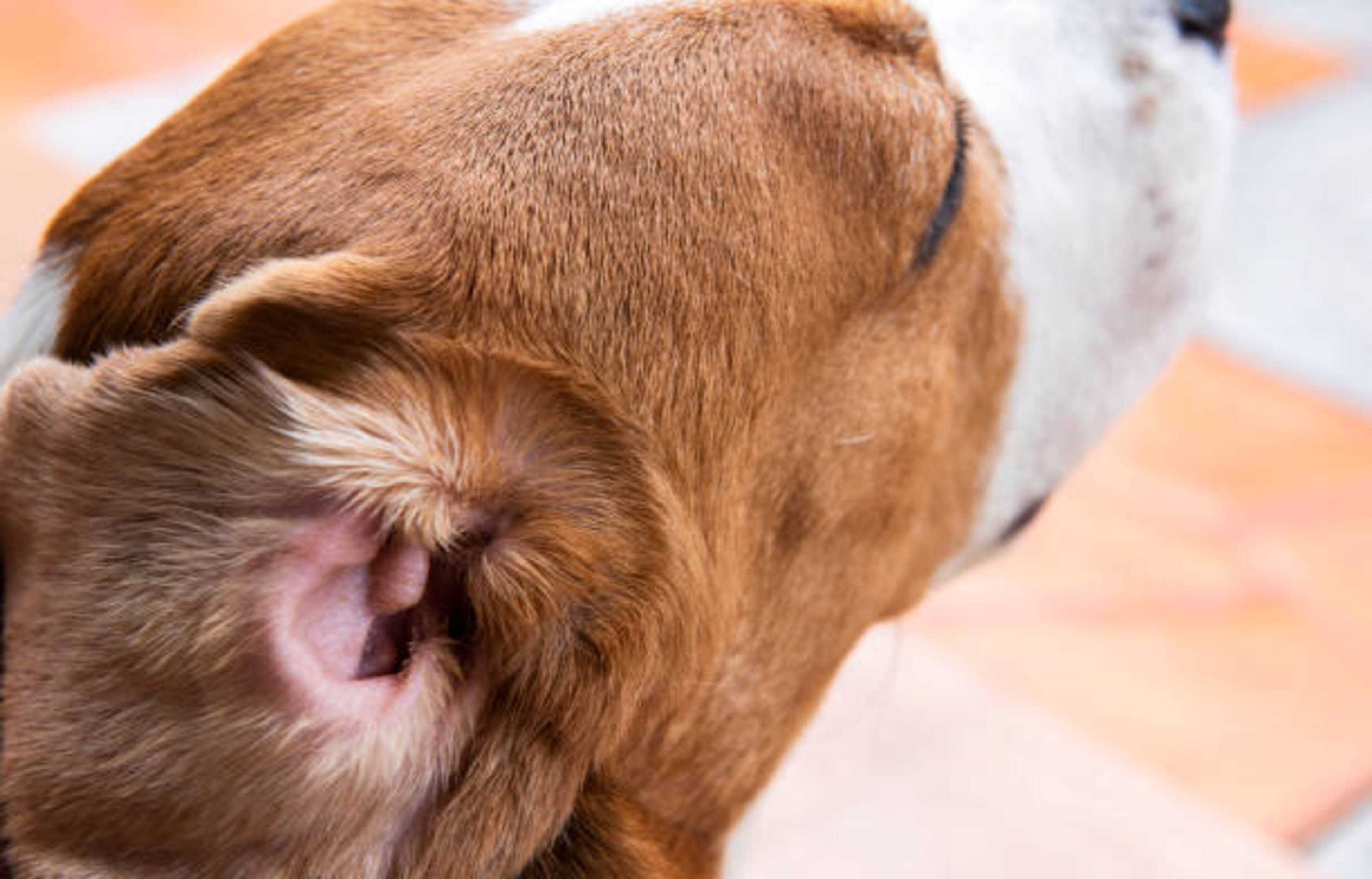Comment prendre soin des oreilles de votre chien ?