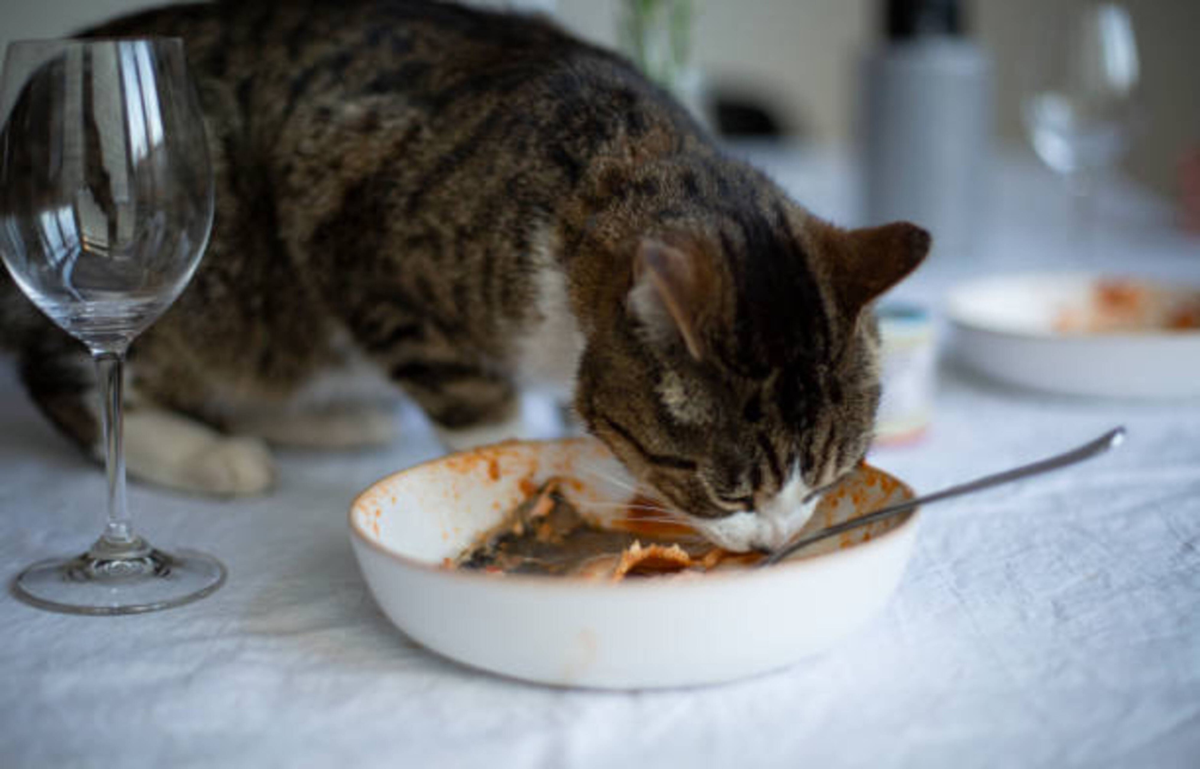 Quels sont les aliments dangereux pour votre chat ?