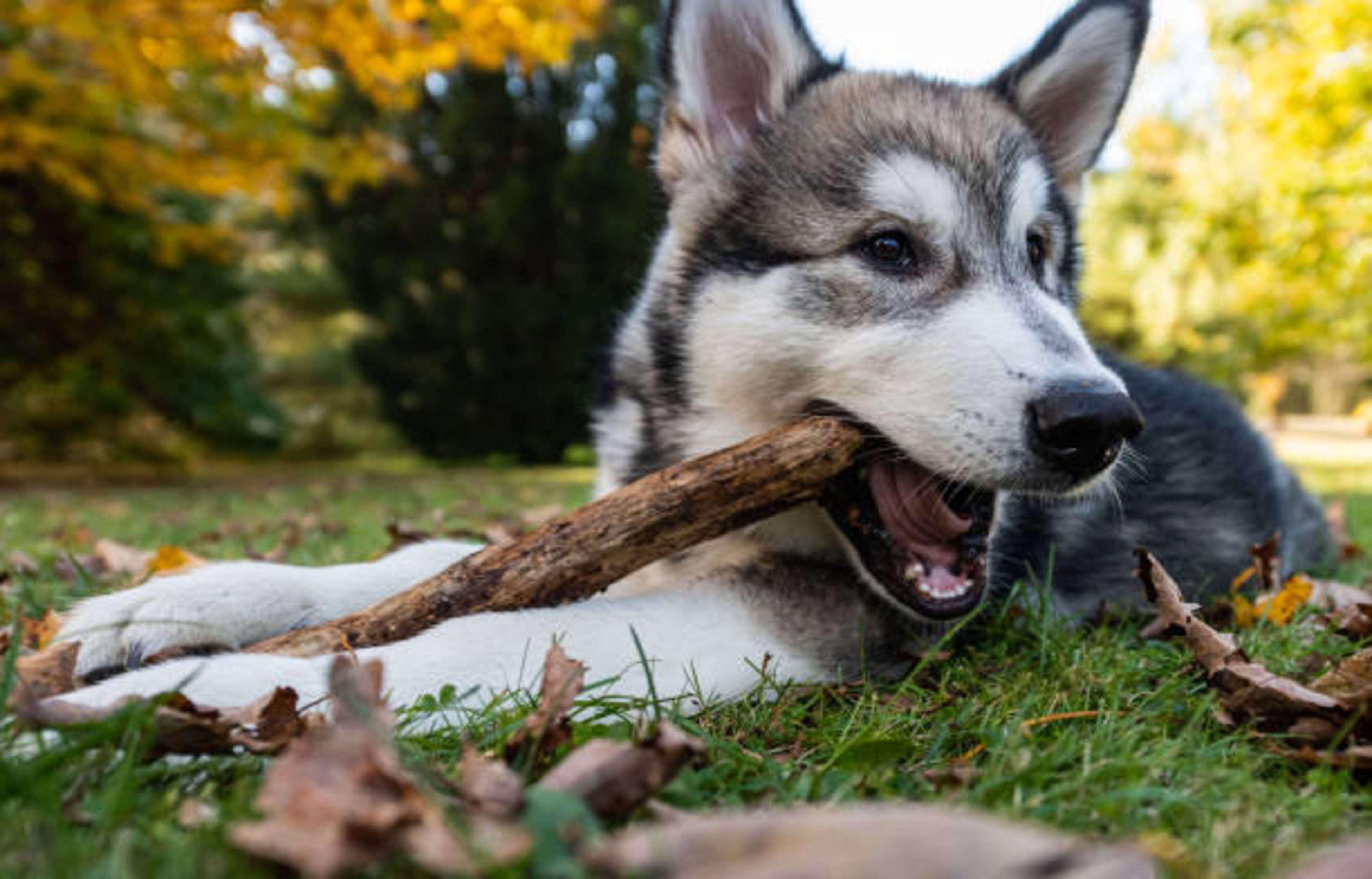 Pourquoi votre chien doit-il mâcher ?
