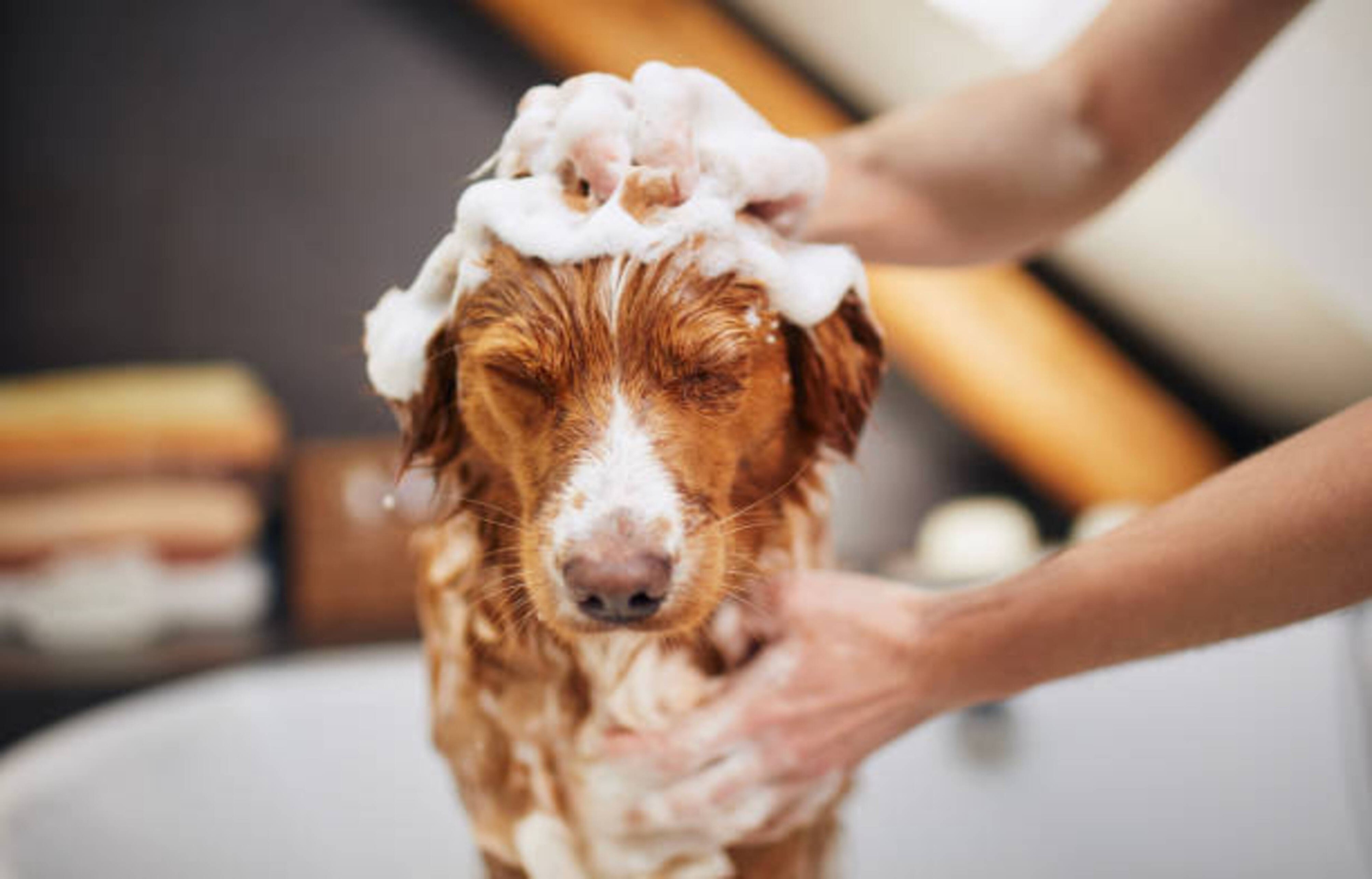 Bien choisir le shampooing de votre chien