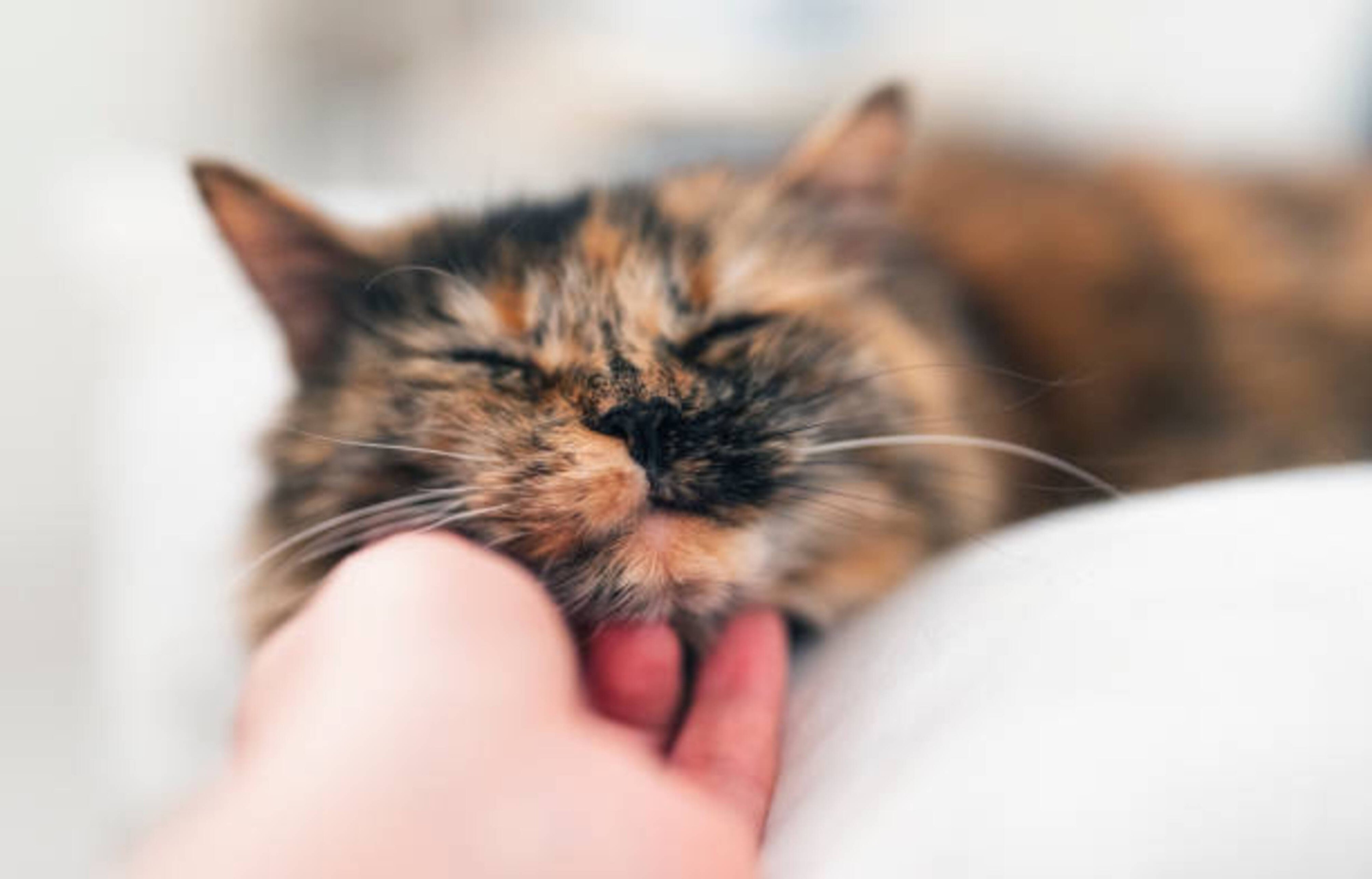 Le ronronnement de votre chat