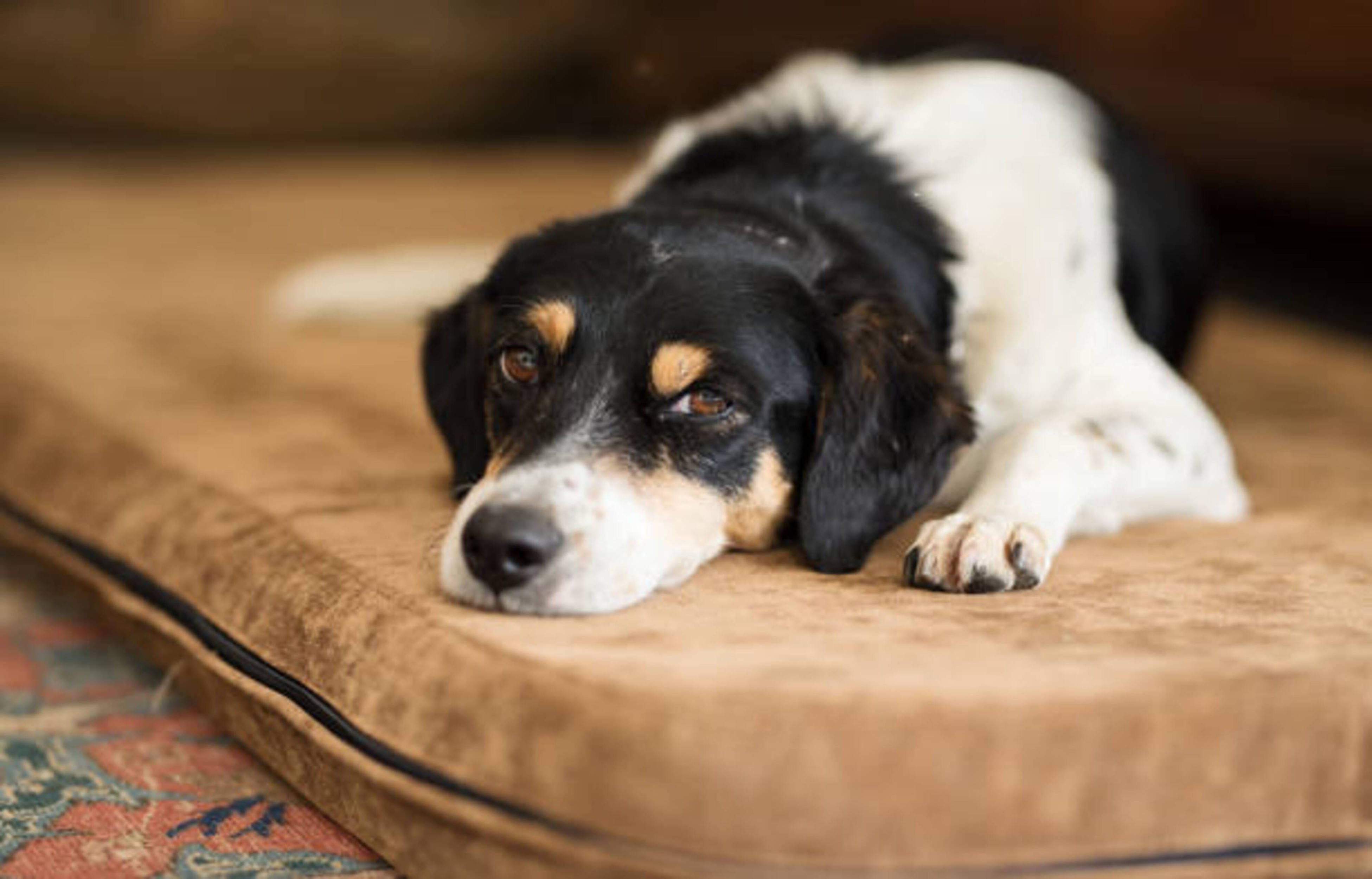 Comment choisir le couchage de votre chien ?