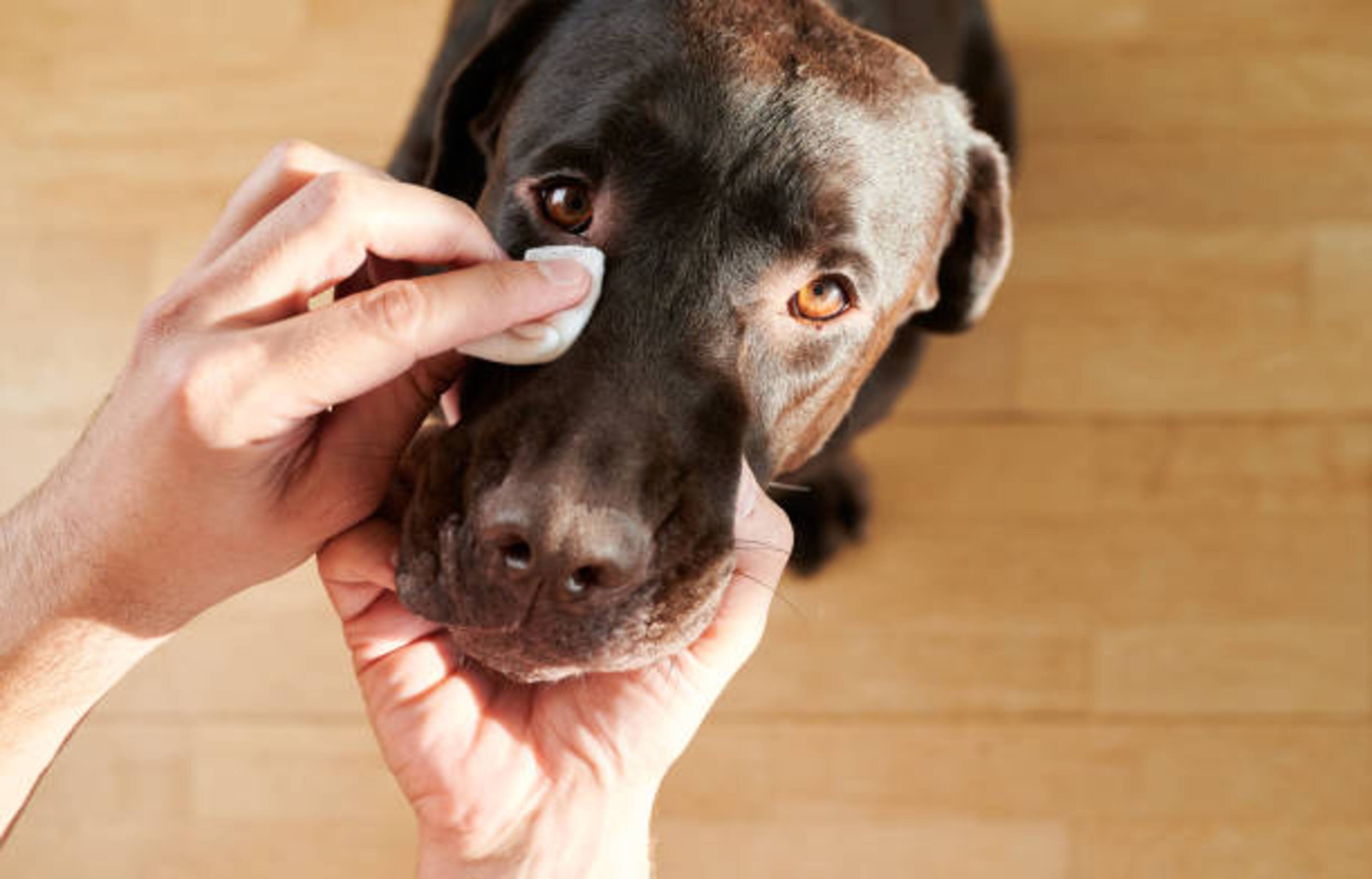 Prendre soin des yeux de votre chien