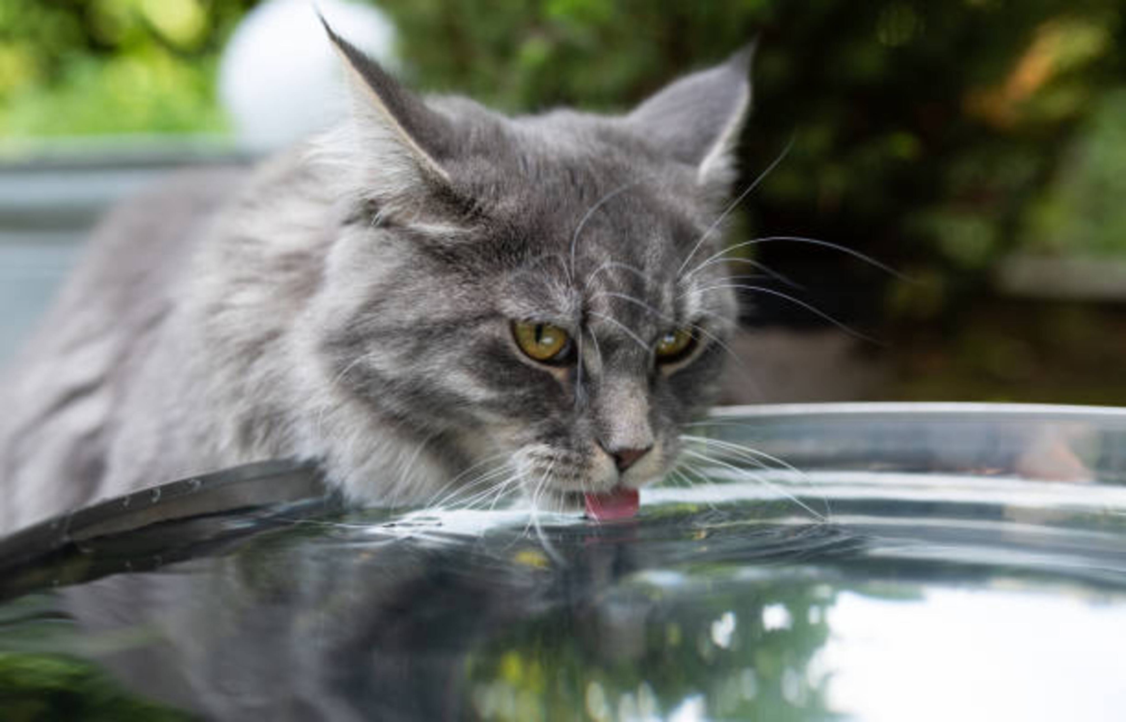 Votre chat et la chaleur : conseils indispensables