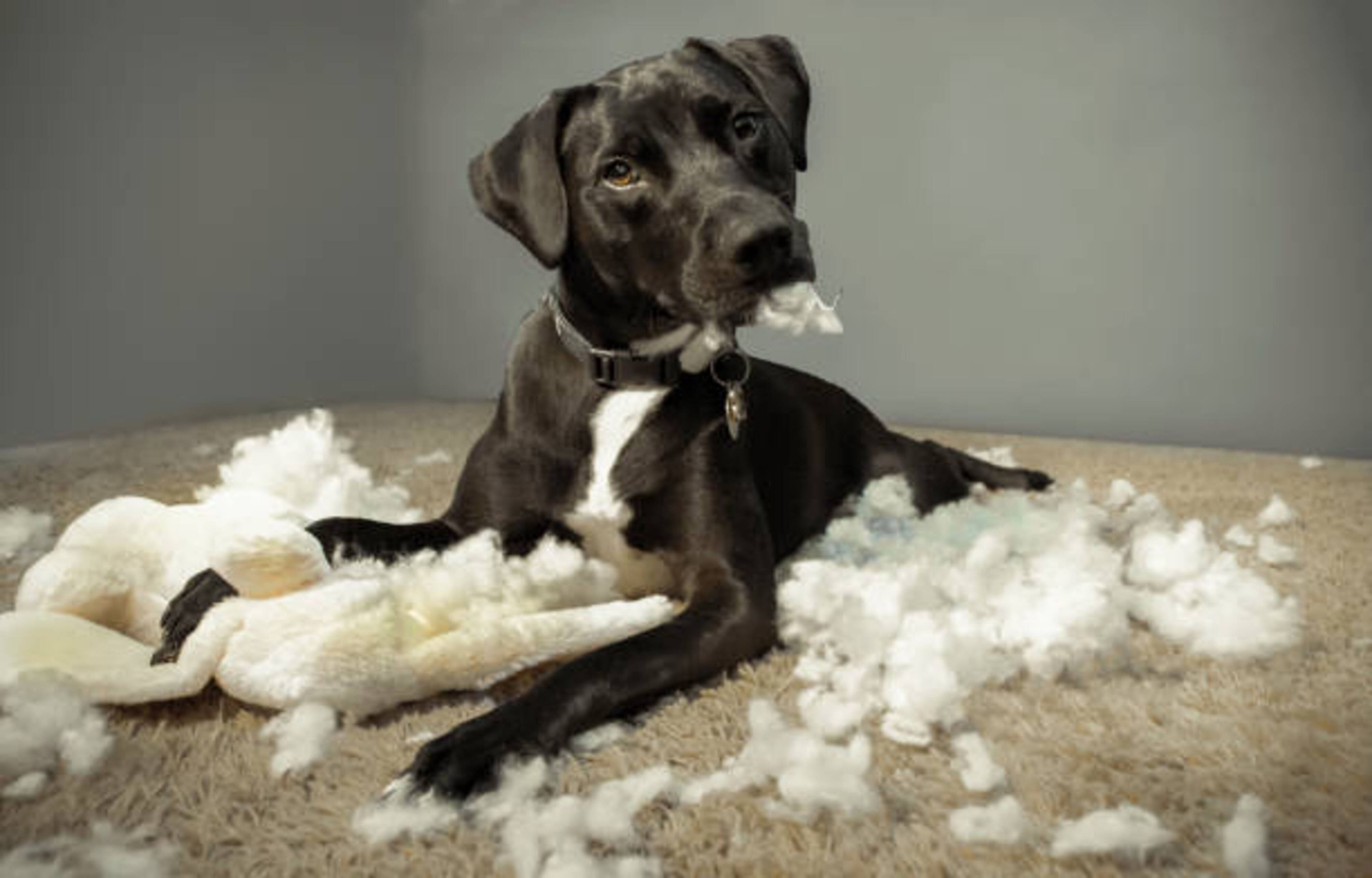 Pourquoi votre chien a-t-il un comportement destructeur ?