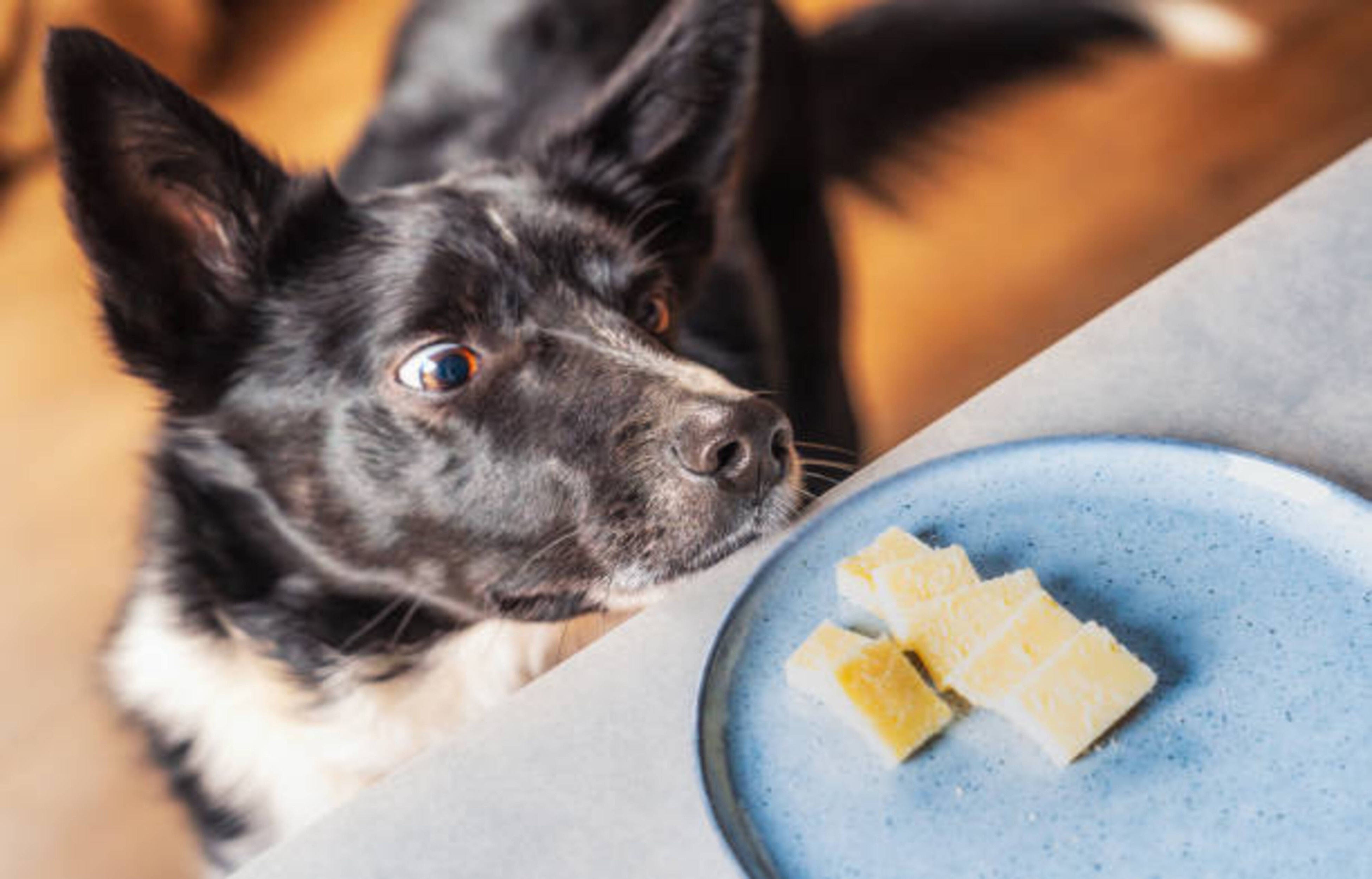 Votre chien peut-il manger des produits laitiers ?