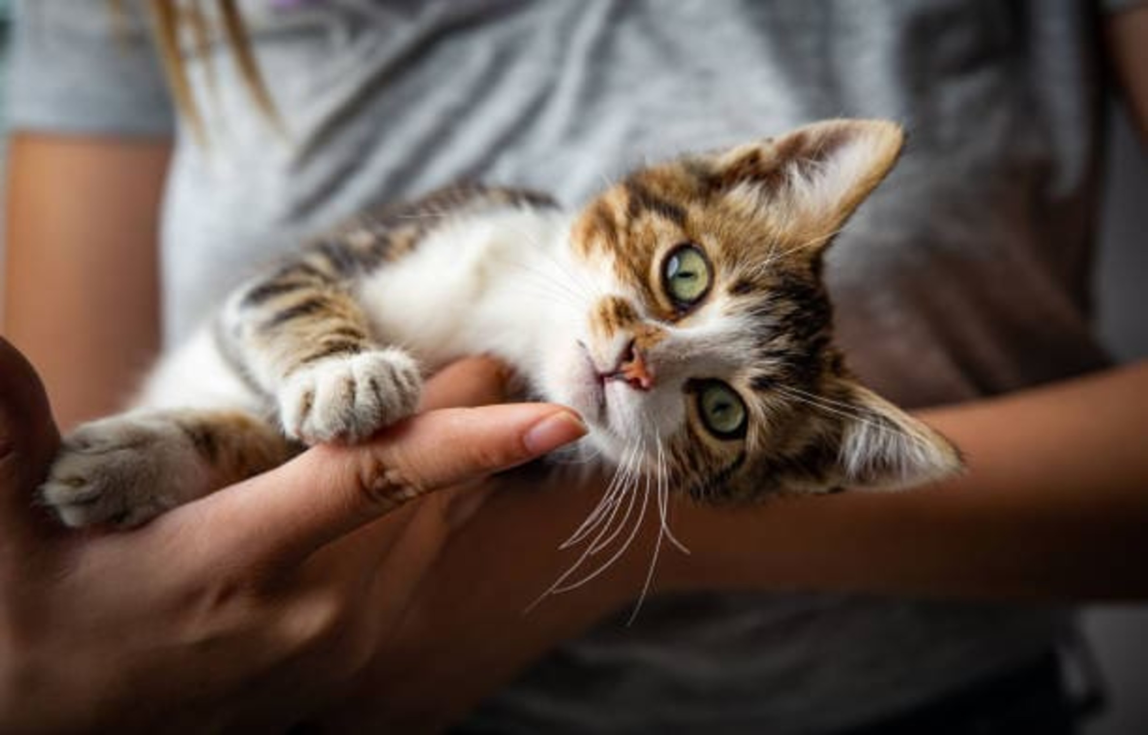 Stérilisation du chat : un acte responsable et bénéfique