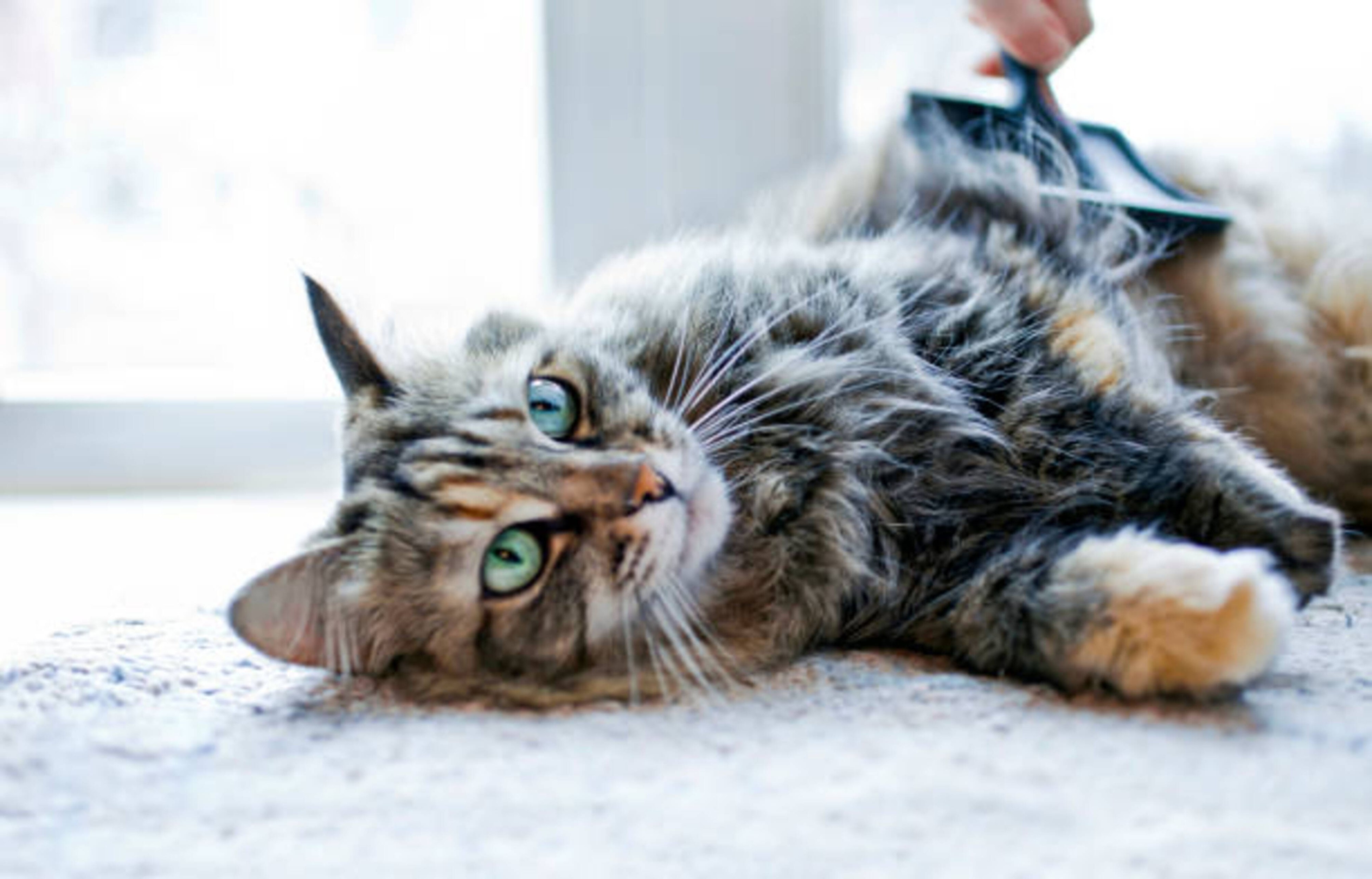La mue de votre chat en automne : causes, conséquences et soins