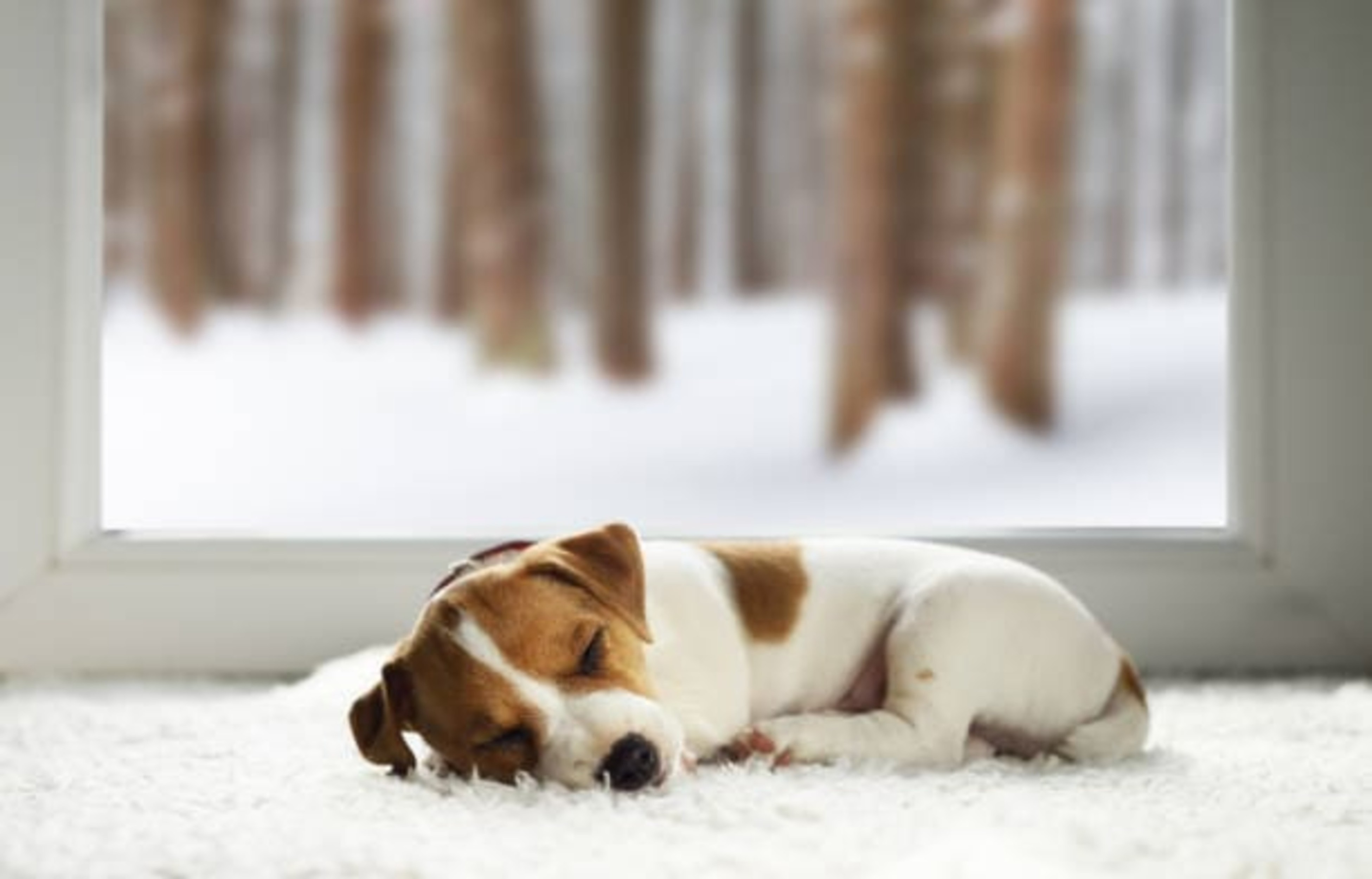 Prendre soin de votre chien quand il fait froid