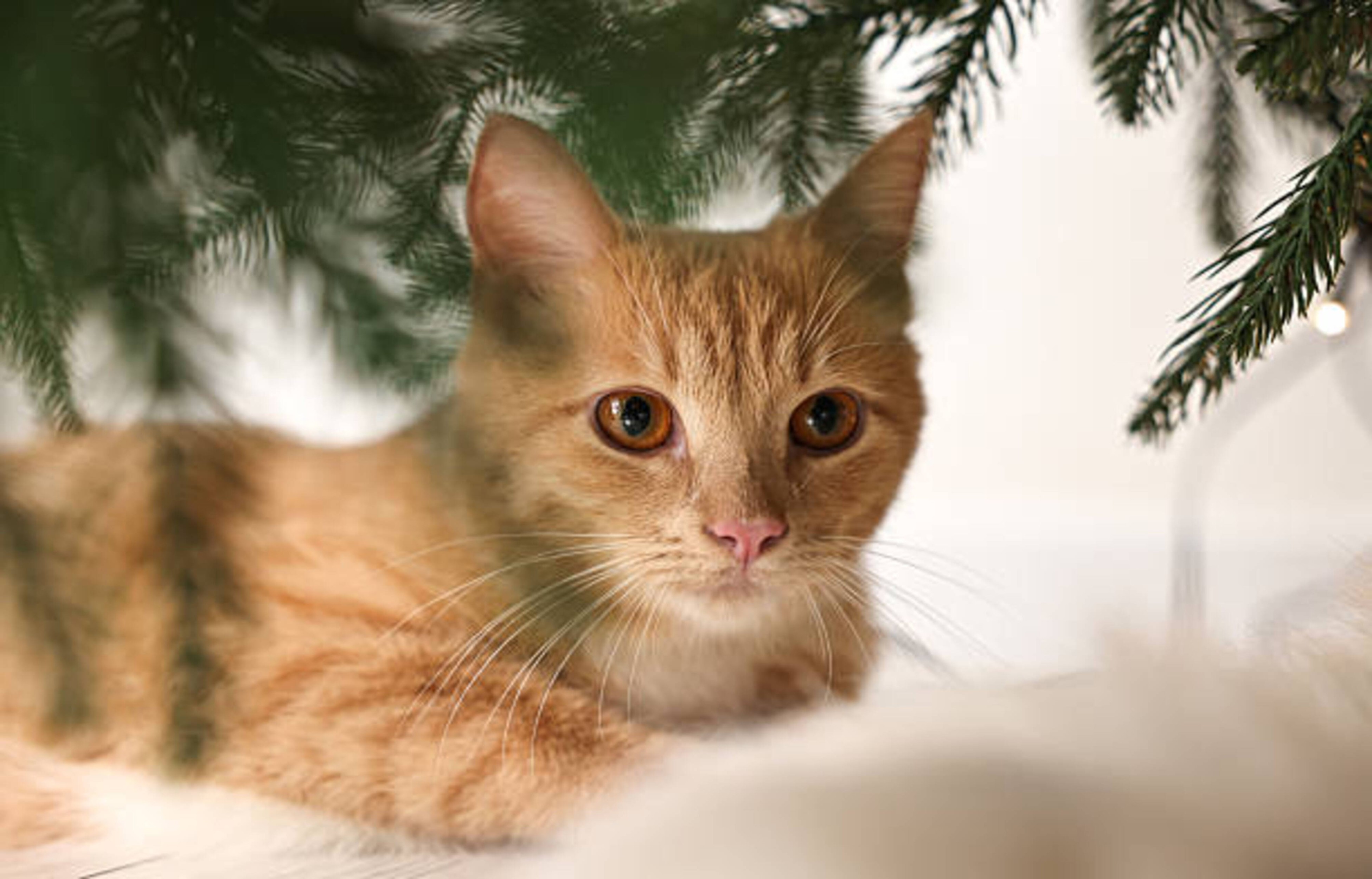 Un Noël sans danger pour votre chat