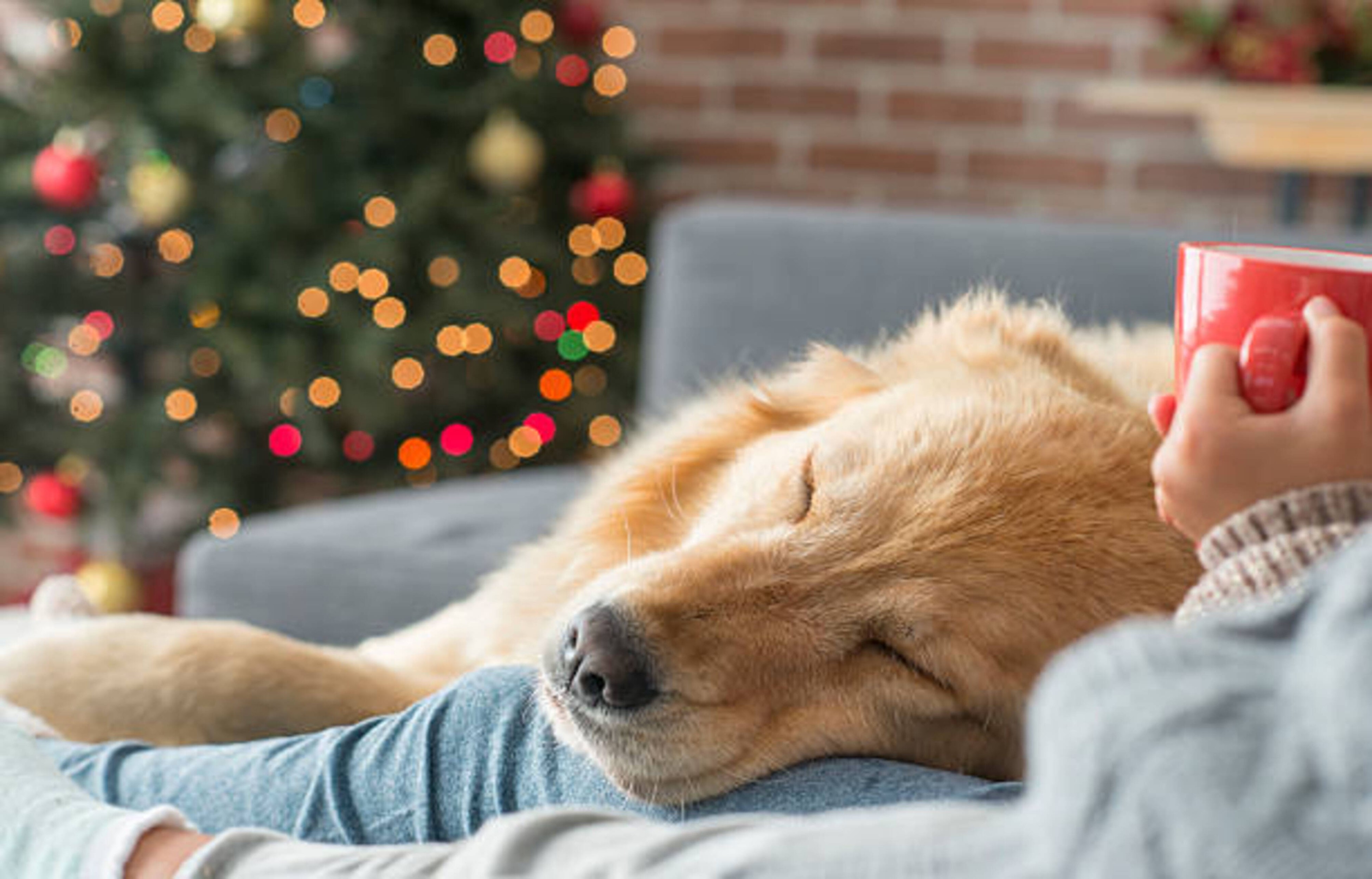 Vacances de Noël avec votre chien
