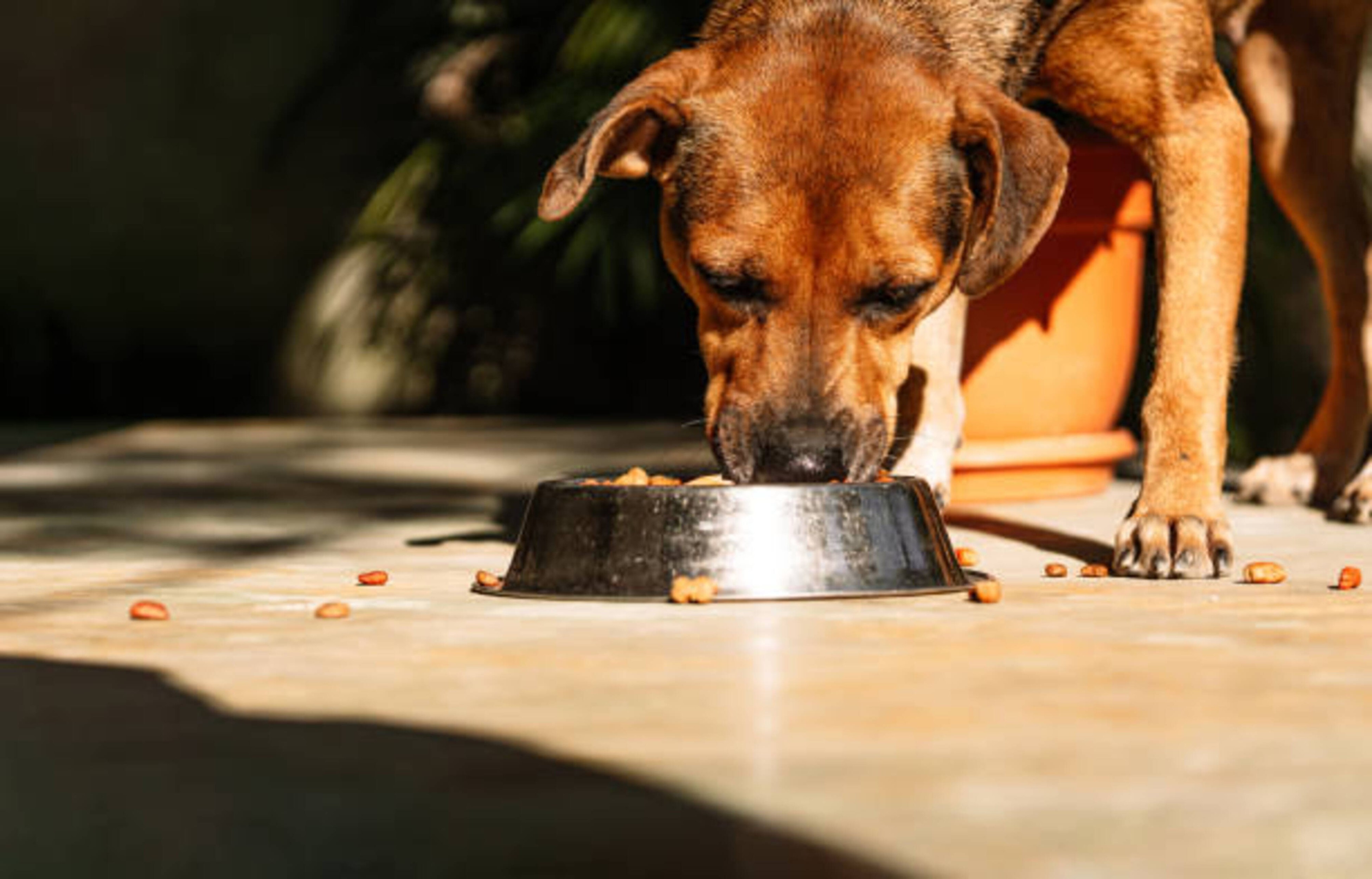Obésité chez votre chien