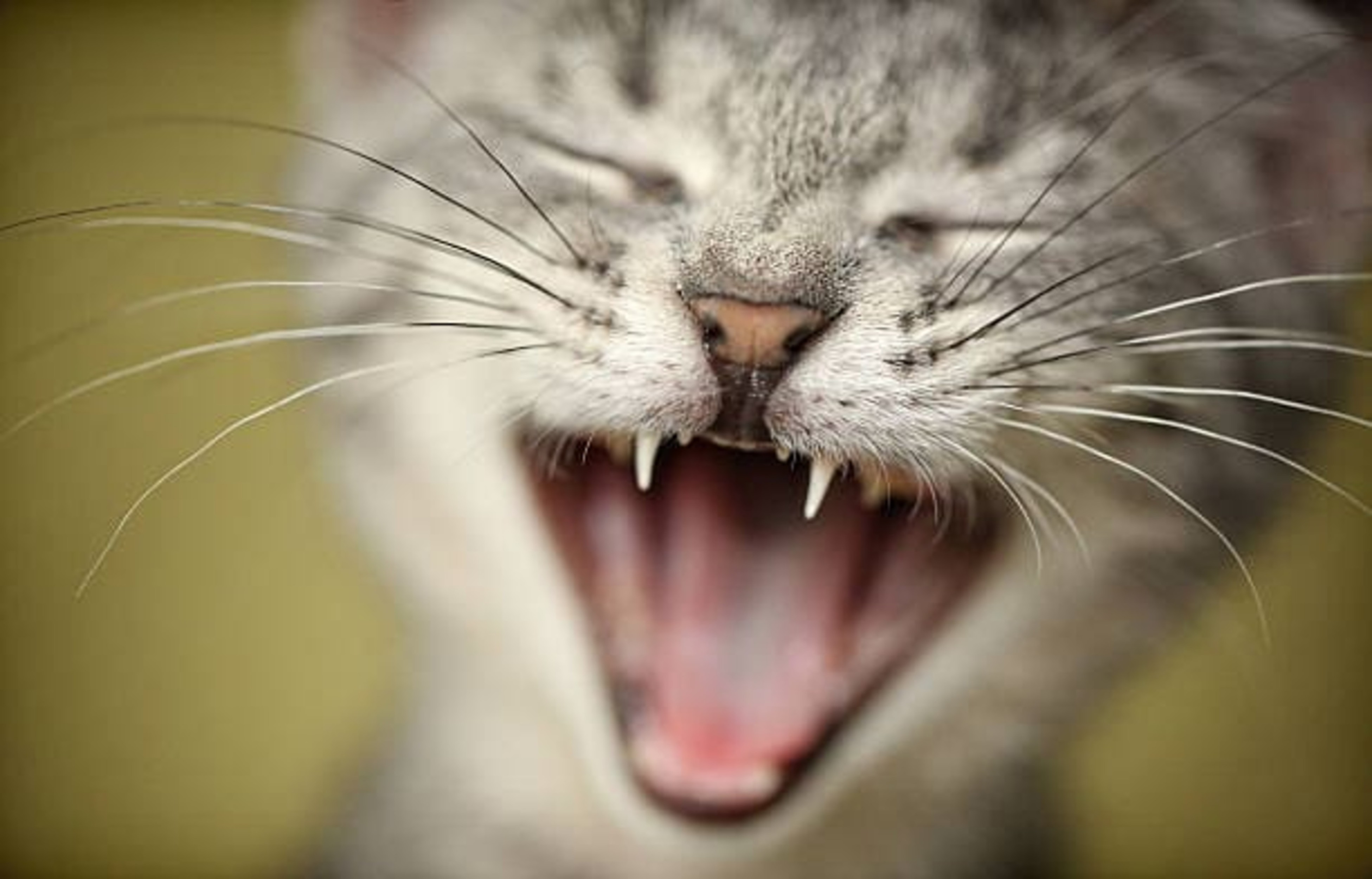 Pourquoi votre chat miaule ?
