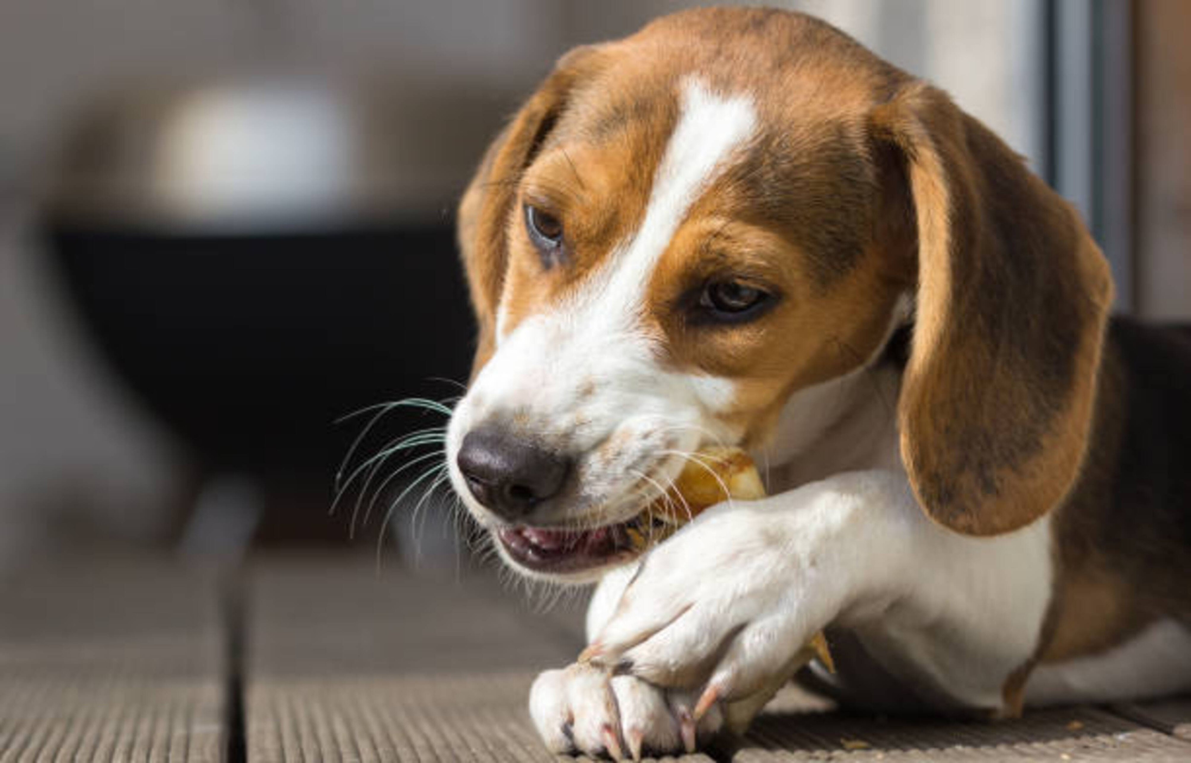 Friandises naturelles de mastication pour votre chien