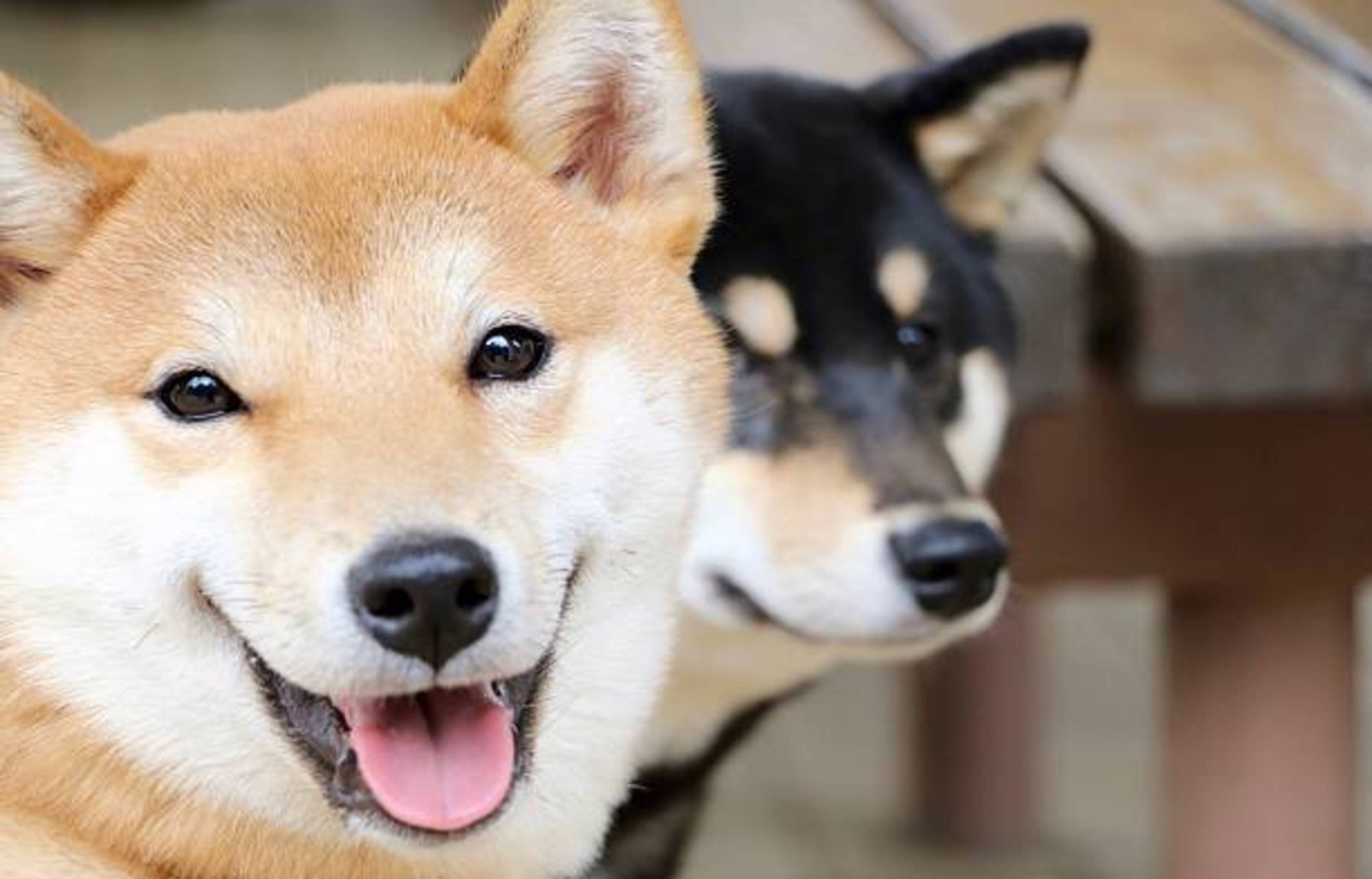 Découvrez le Shiba Inu