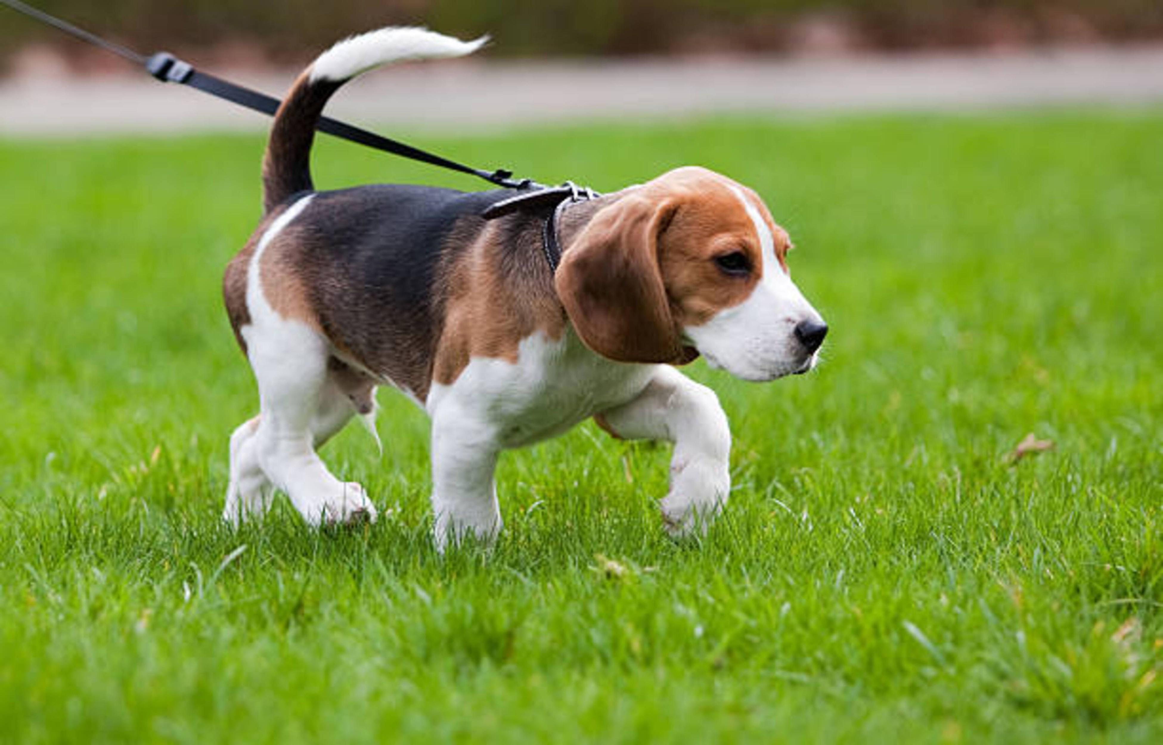 Promener votre chien : durée, fréquence ?
