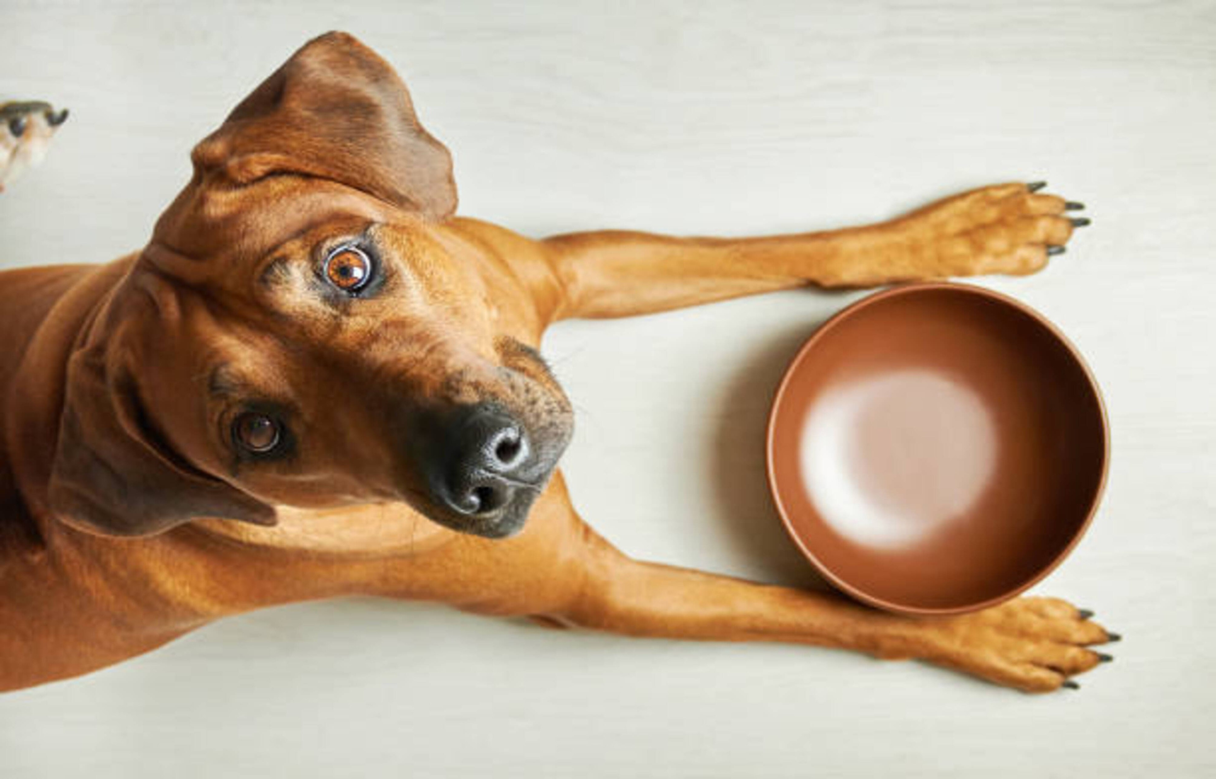 Laver la gamelle de votre chien