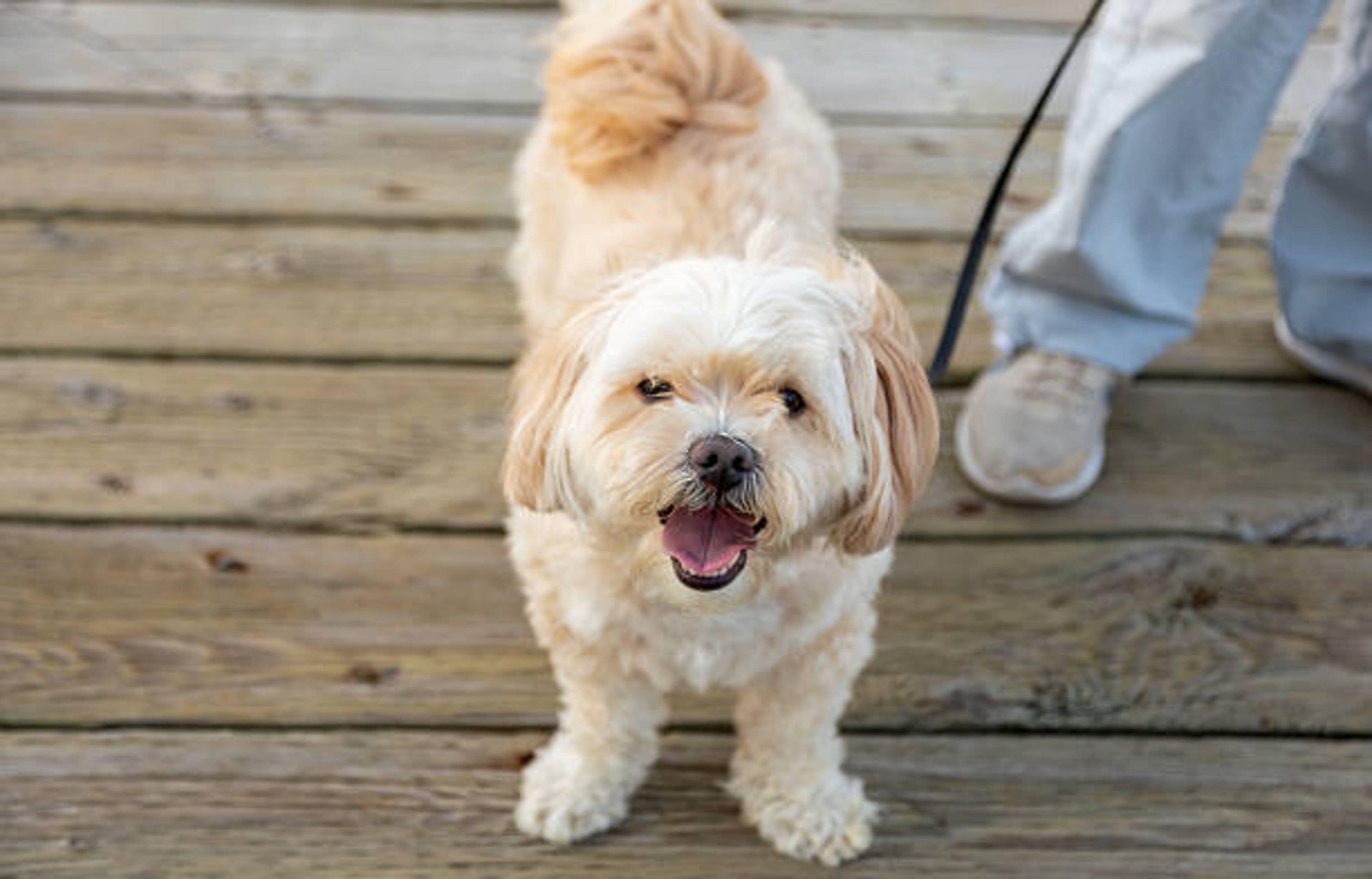 Découvrez le Shih Tzu