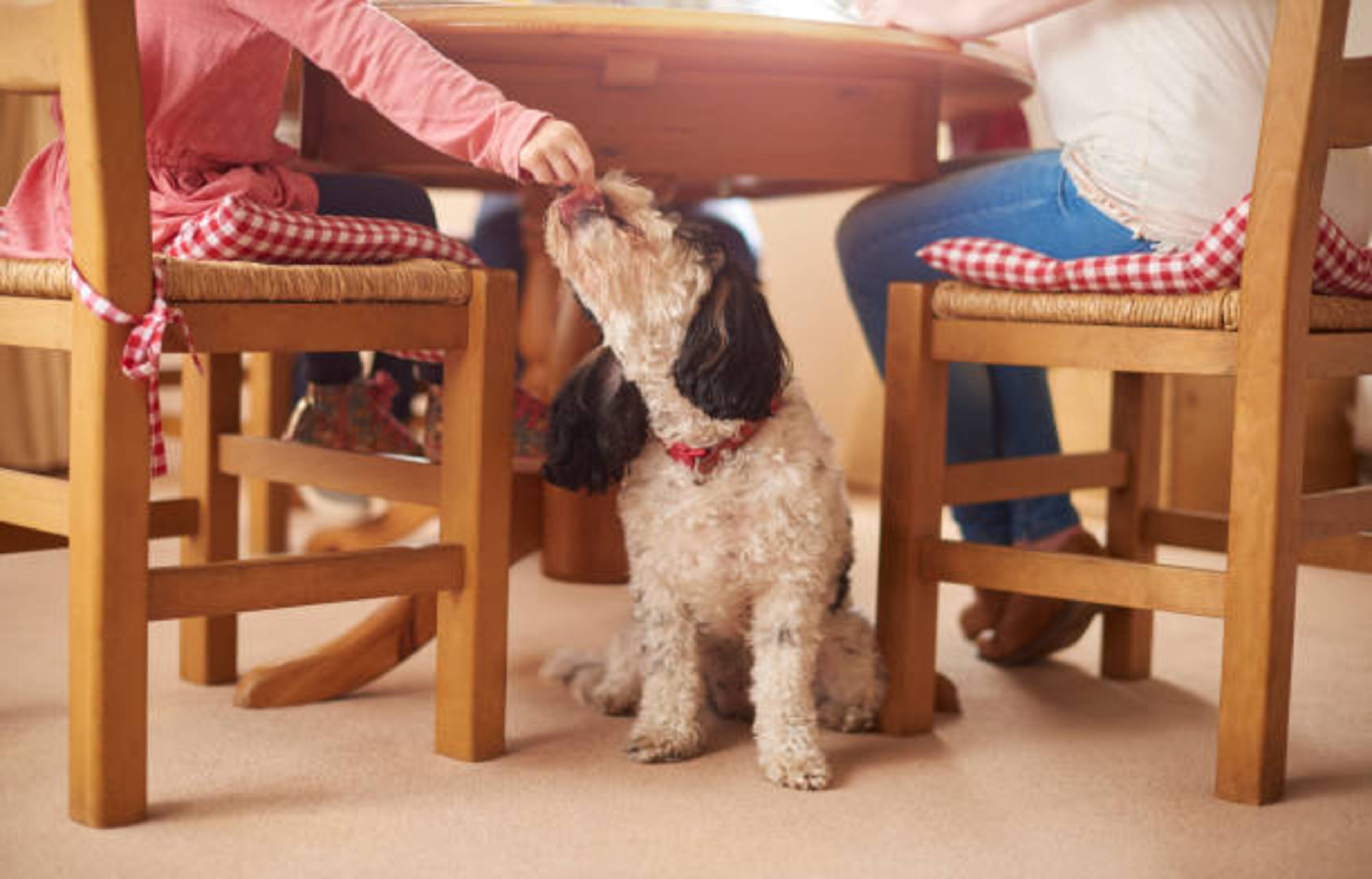 Votre chien réclame à table