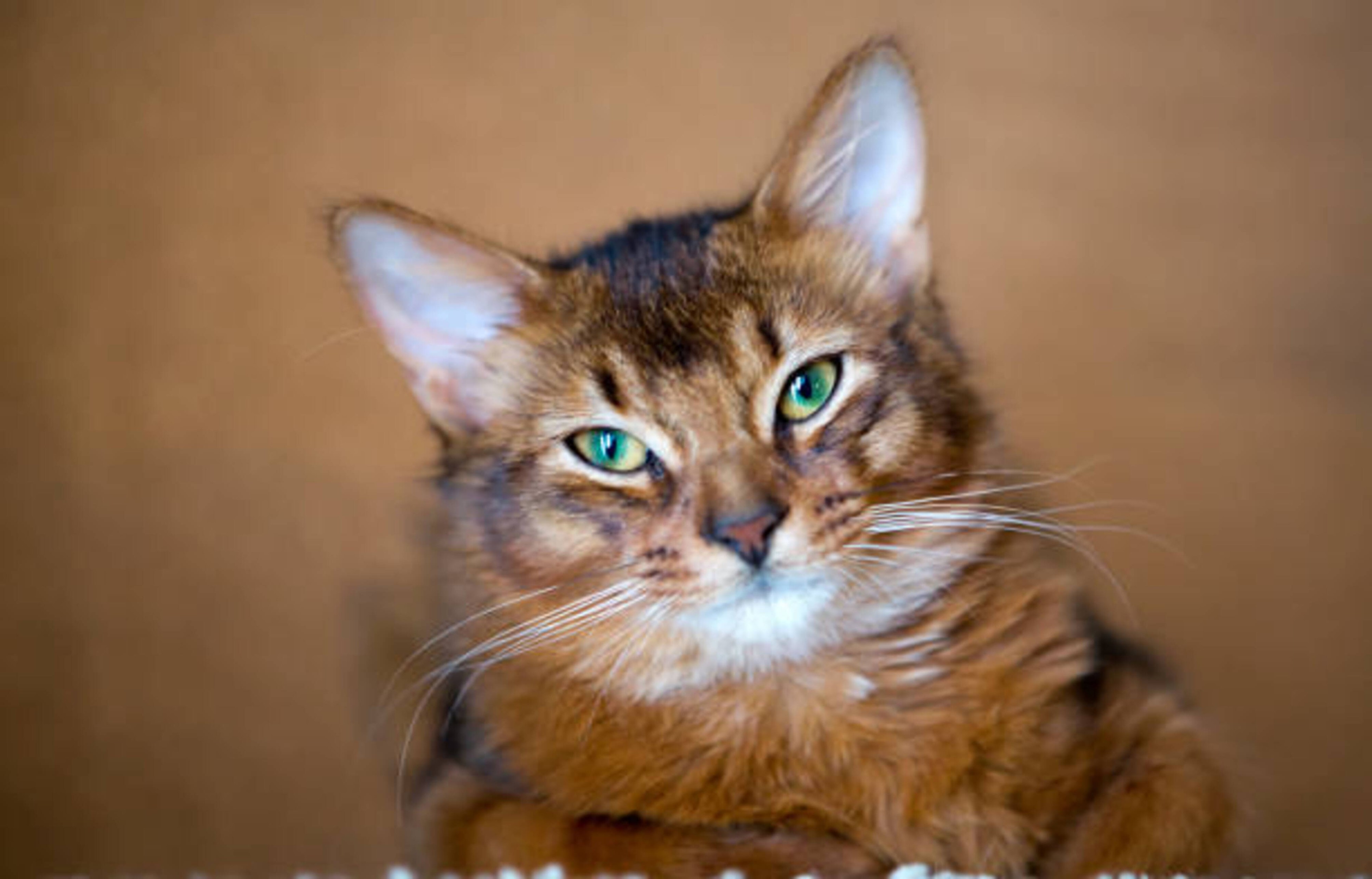 Découvrez le chat Somali