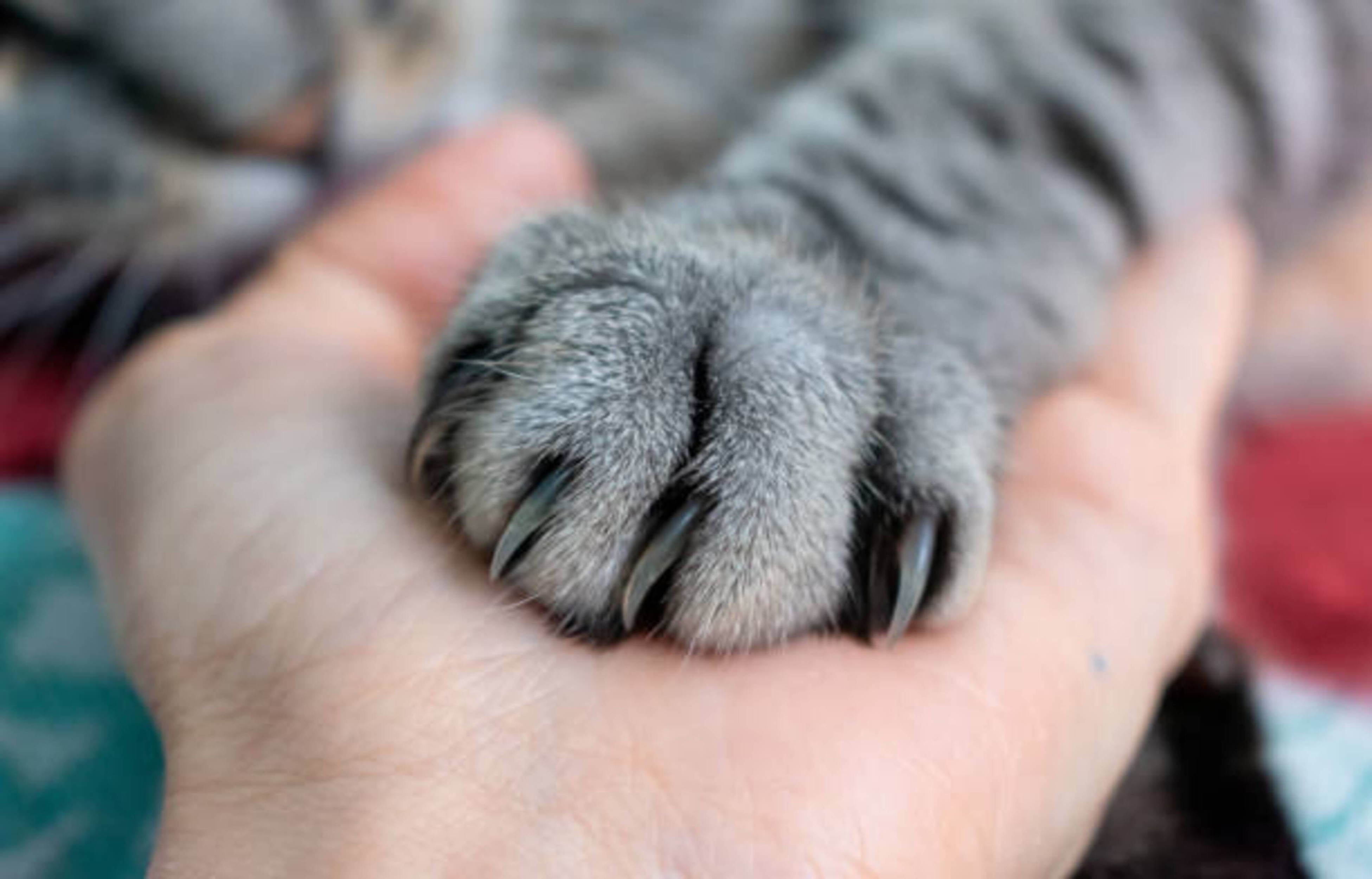 Blessure aux griffes de votre chat