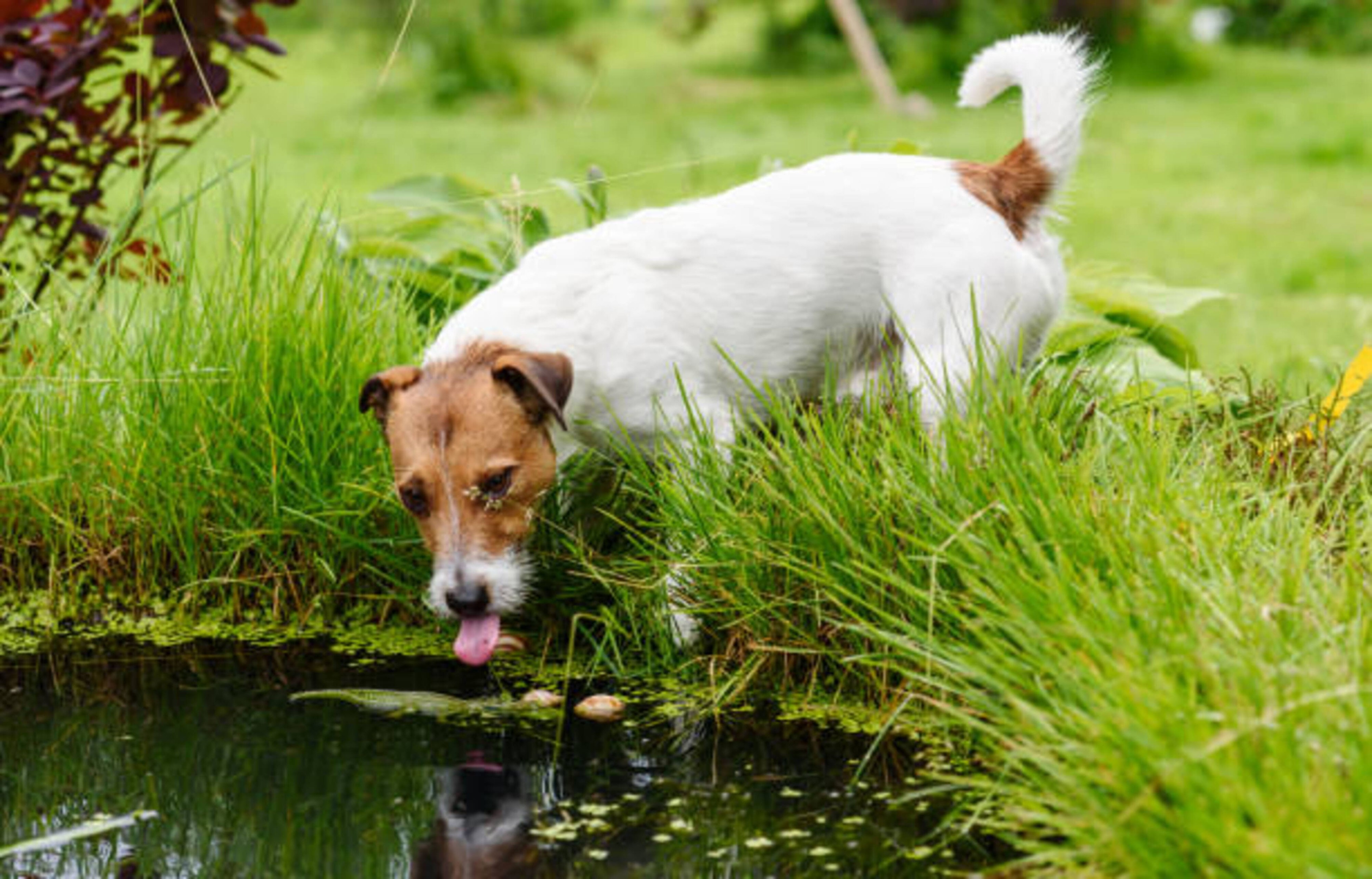 La leptospirose et votre chien