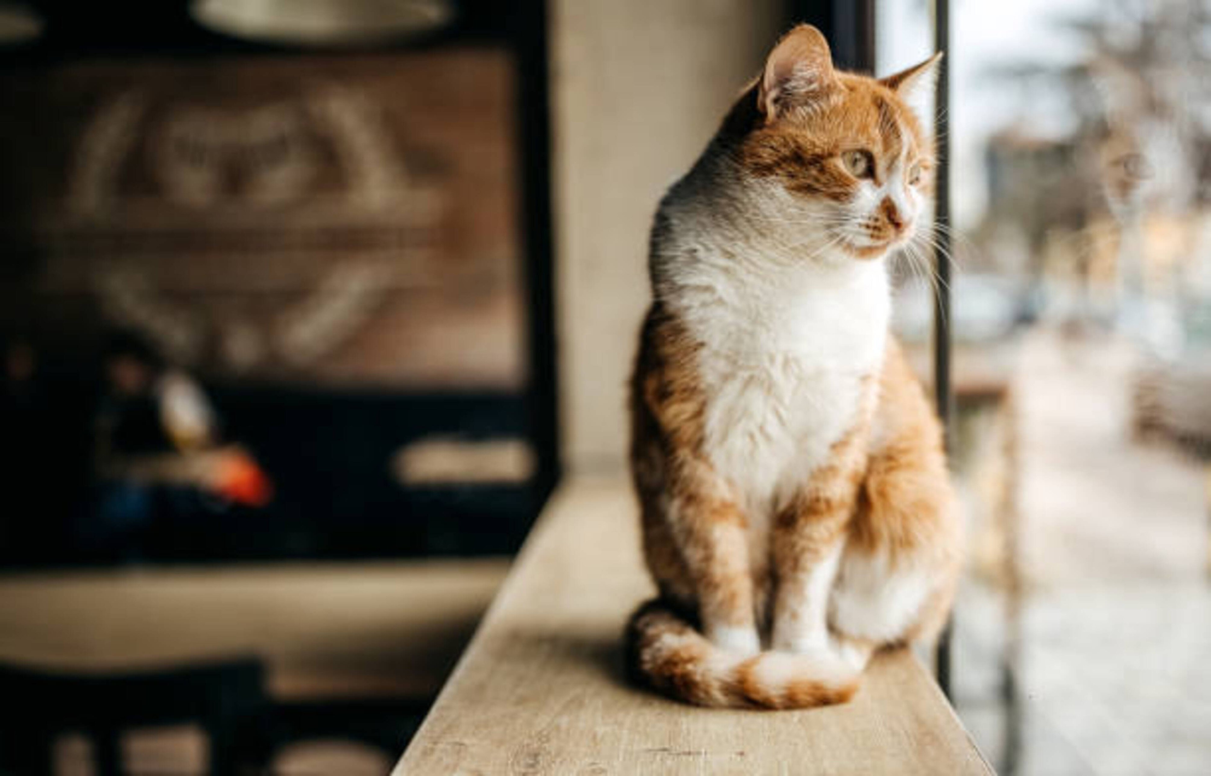 Laisser votre chat seul