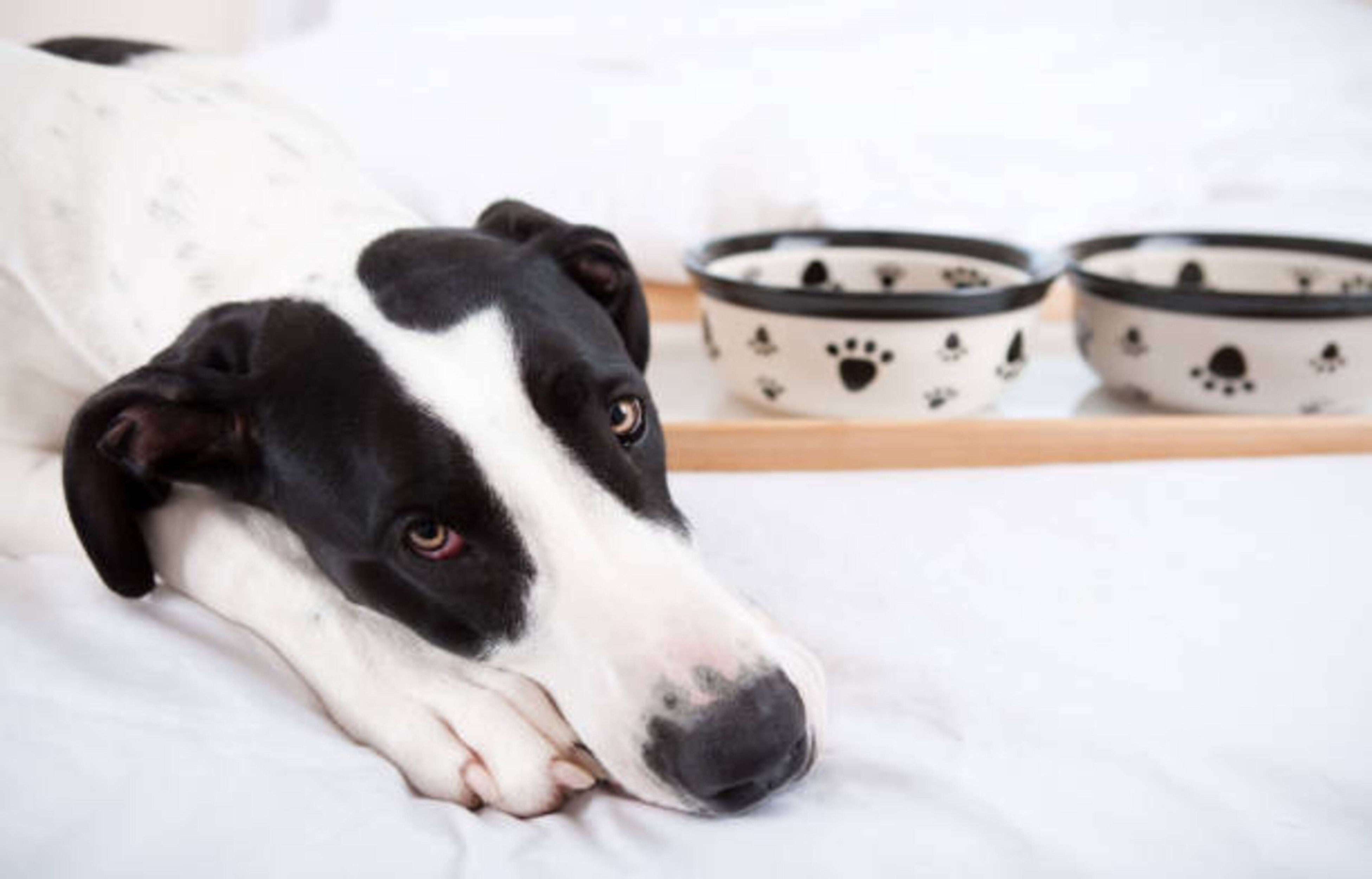 Votre chien ne mange plus