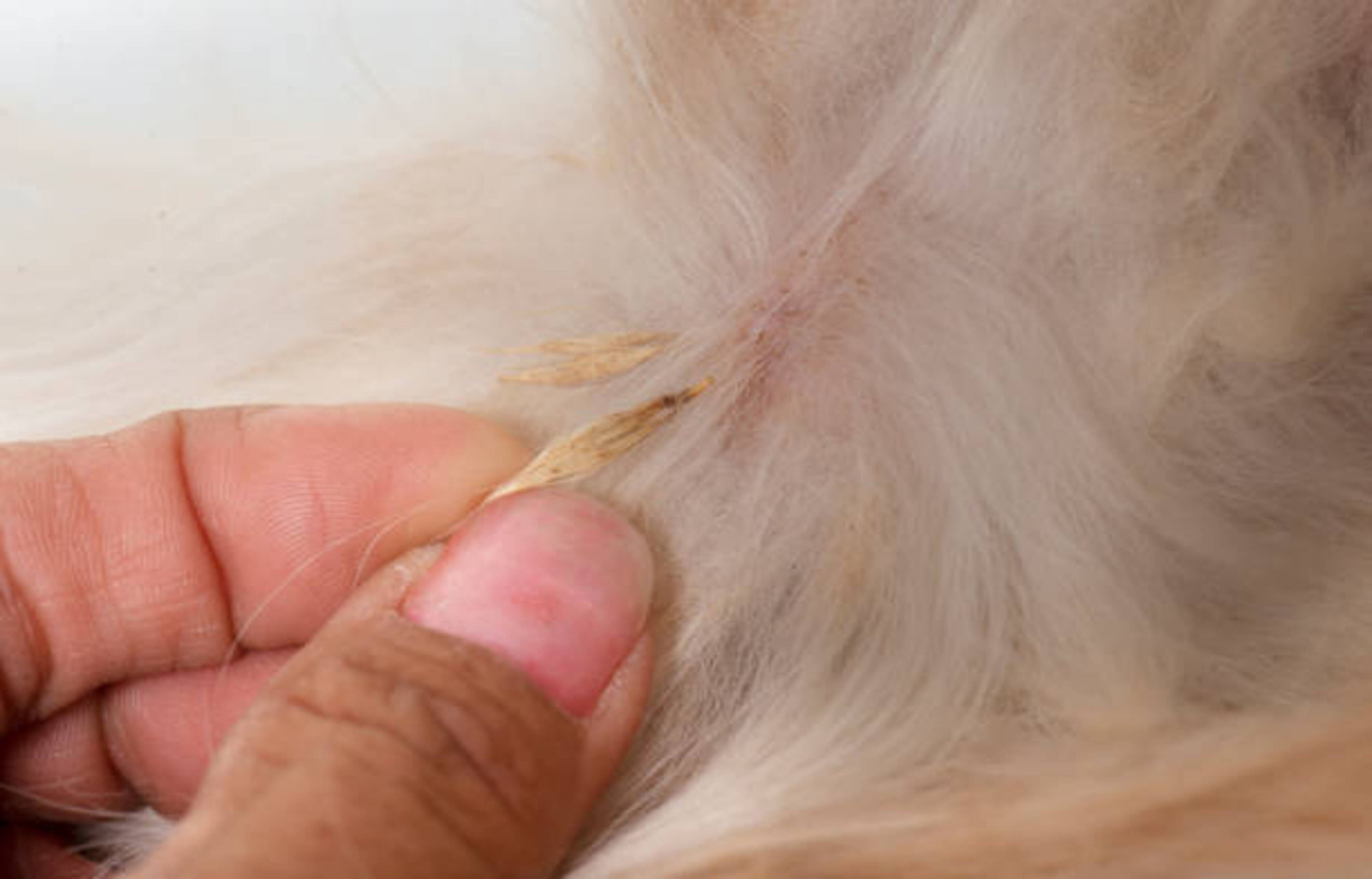 Dangers des épillets pour votre chien