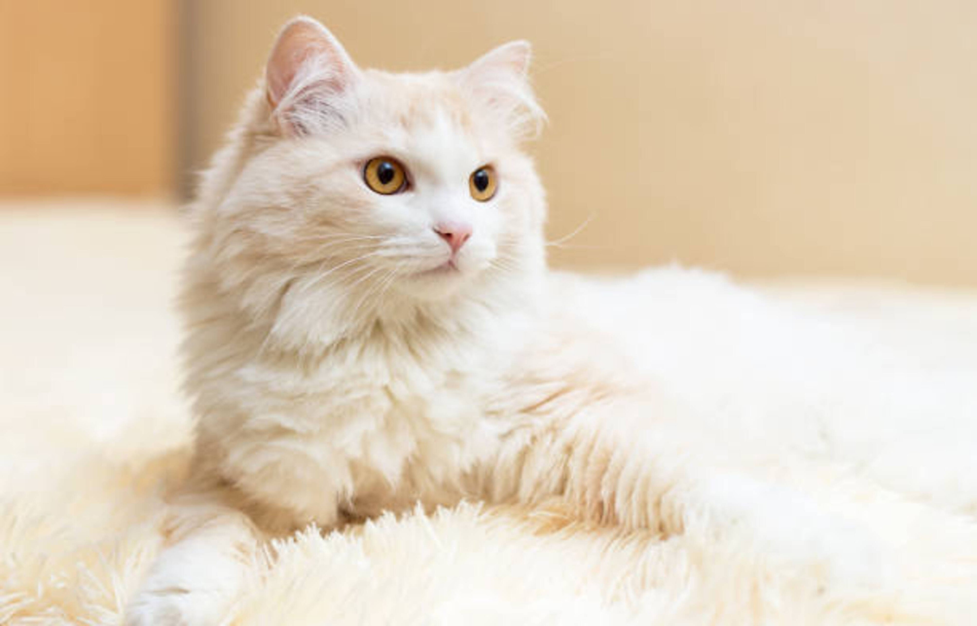 Découvrez le chat Angora Turc