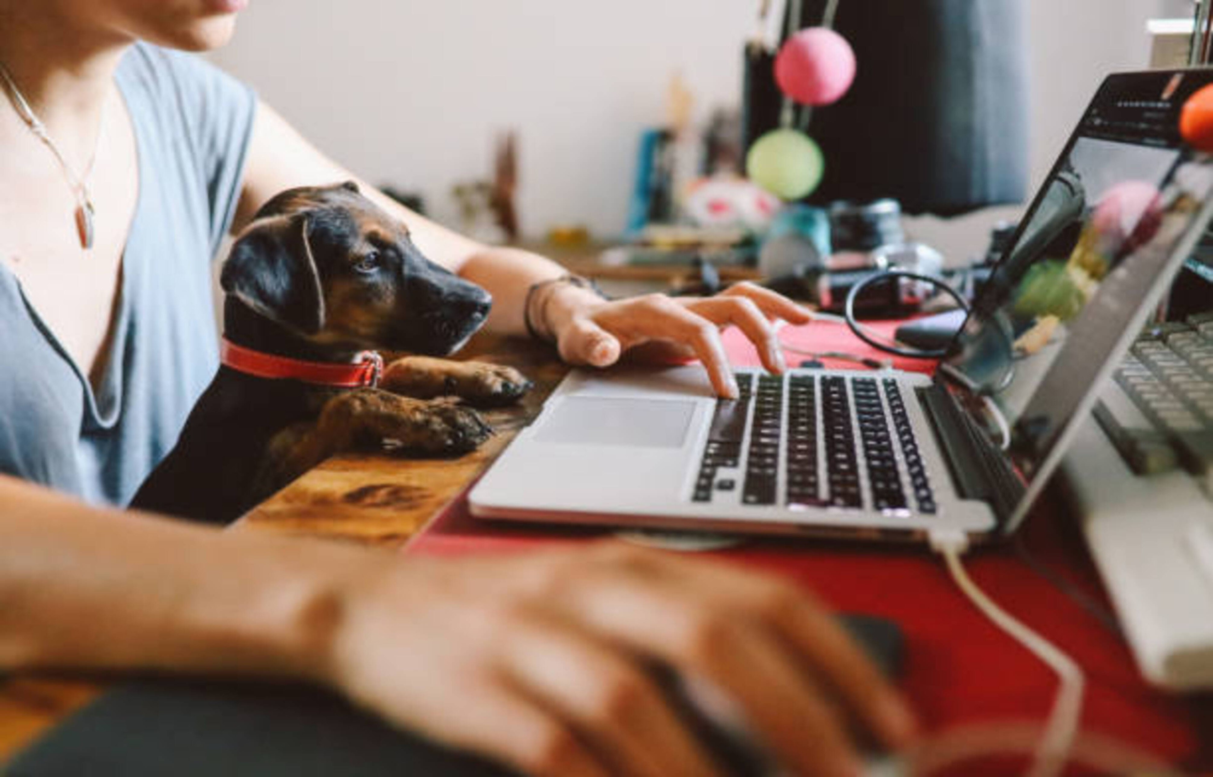 Télétravailler avec votre chien