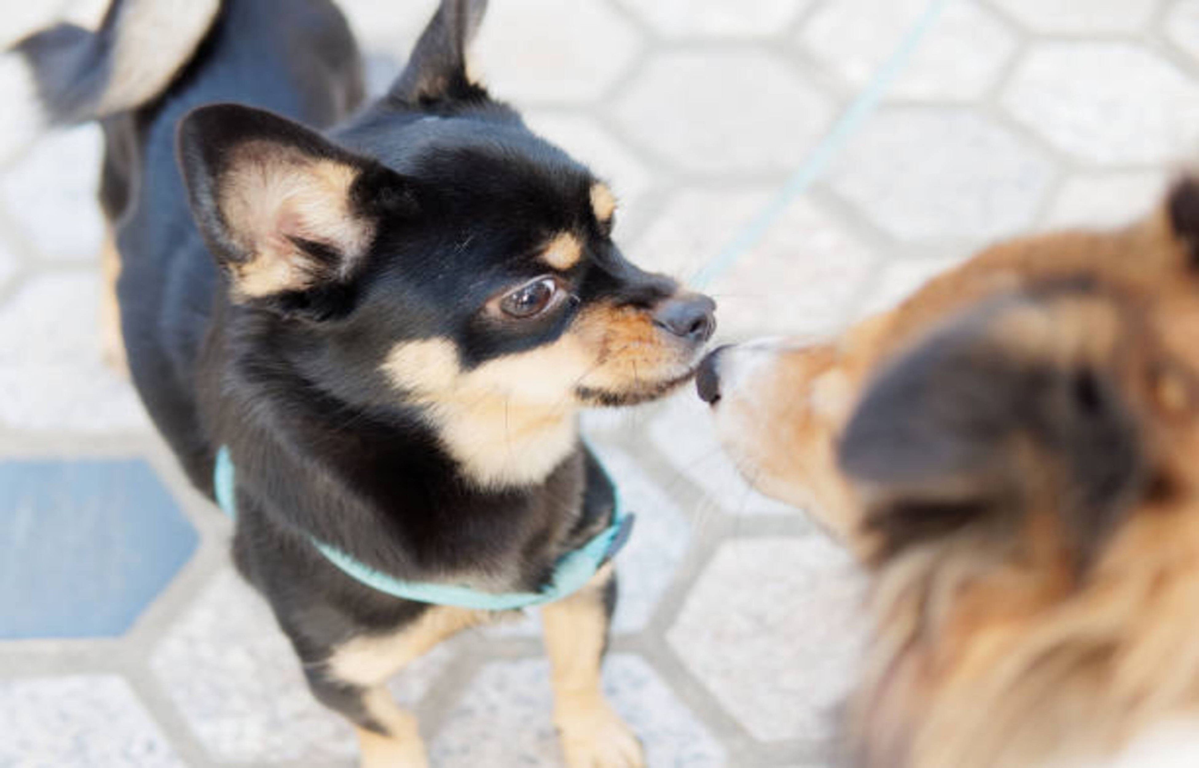 Rencontre de congénères avec votre chien