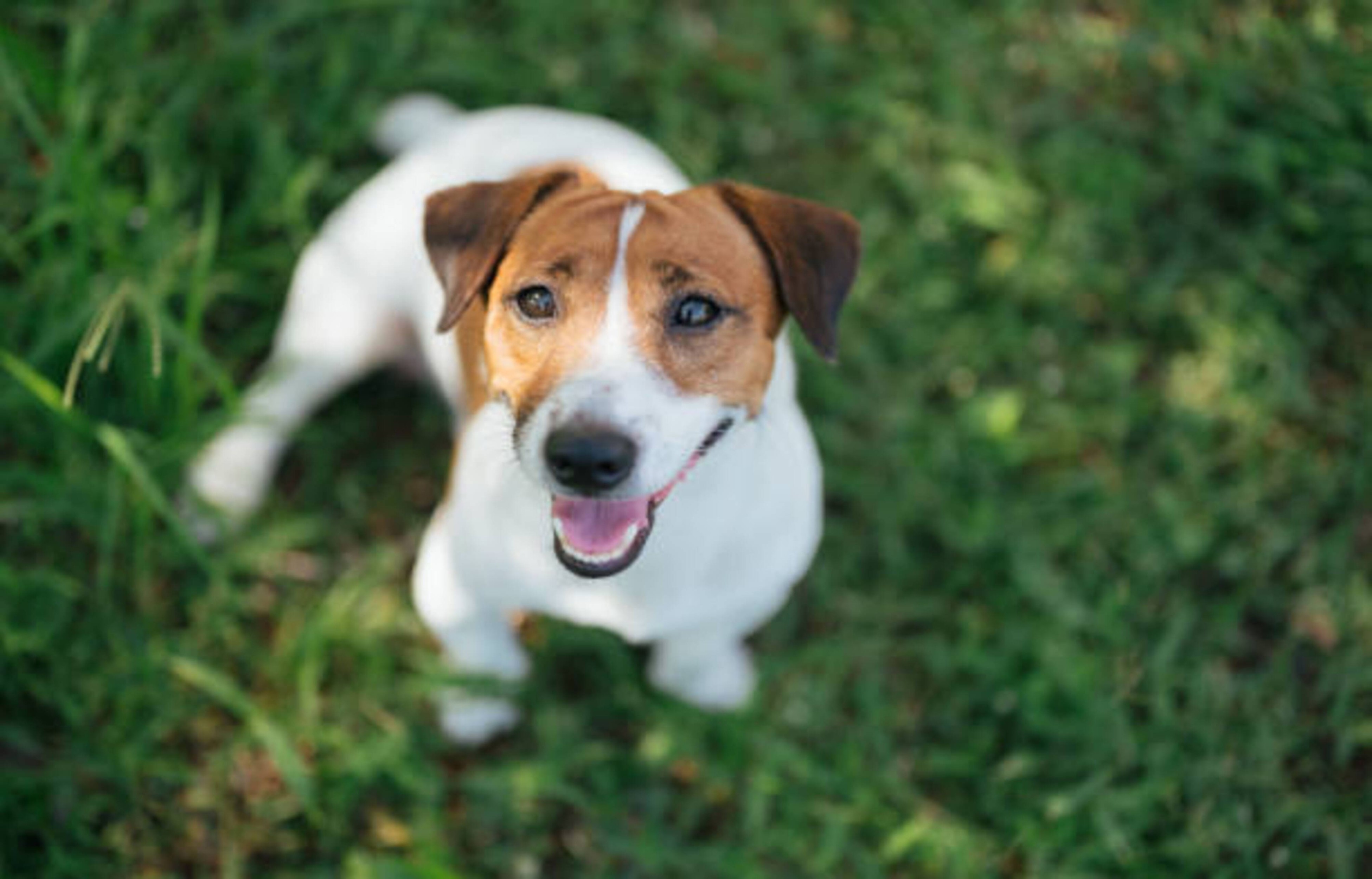 Découvrez le Jack Russel Terrier