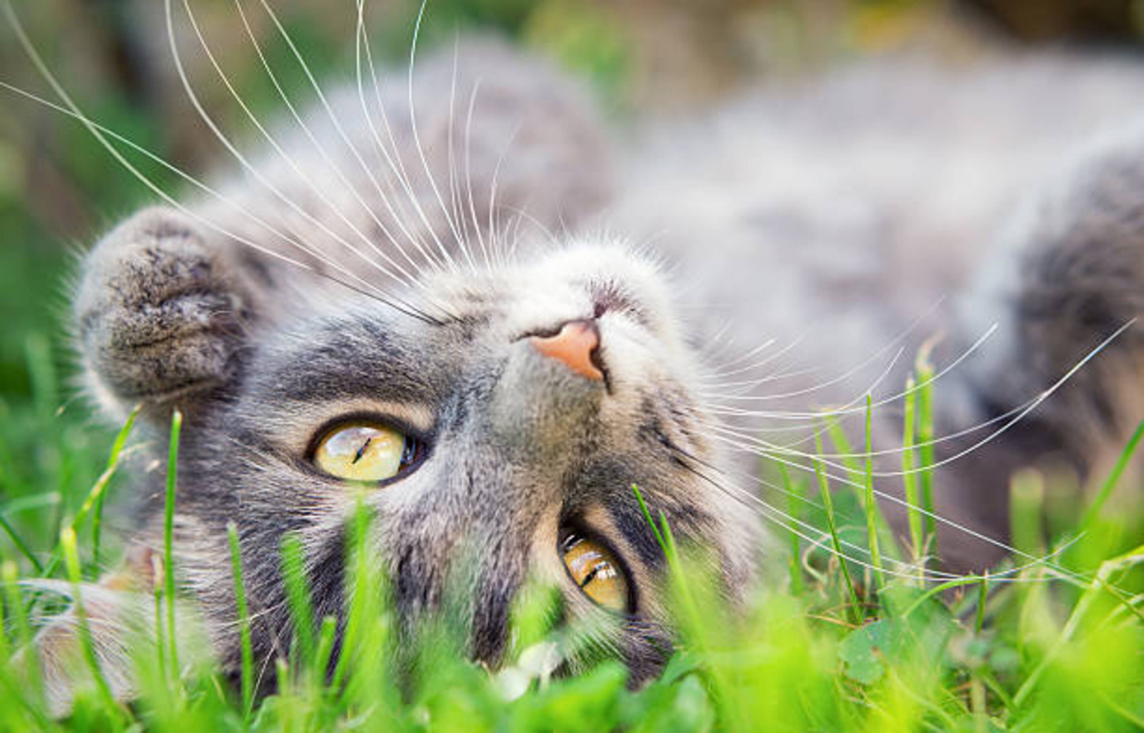 Les dangers du printemps pour votre chat