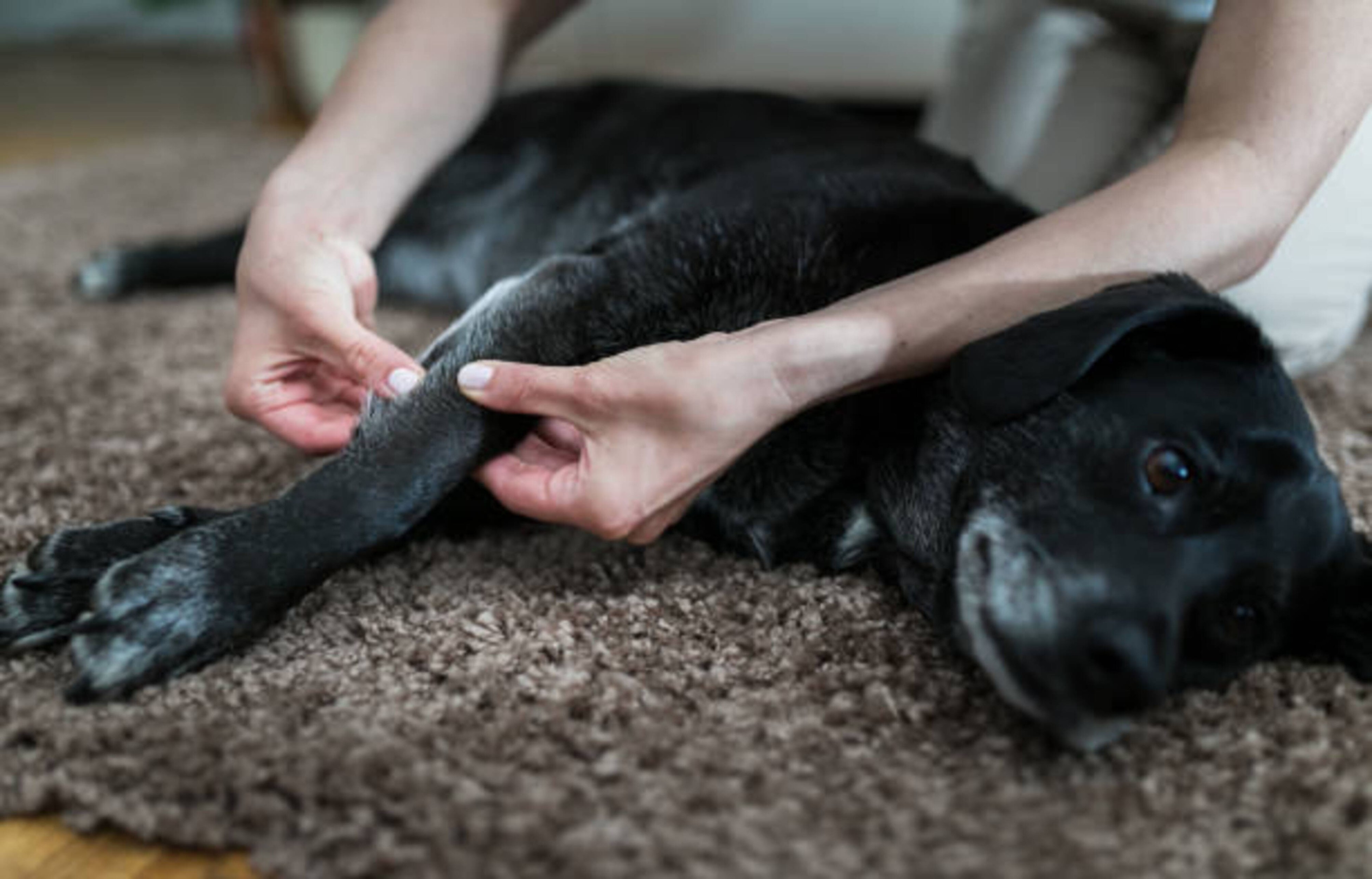 Consulter un ostéopathe canin
