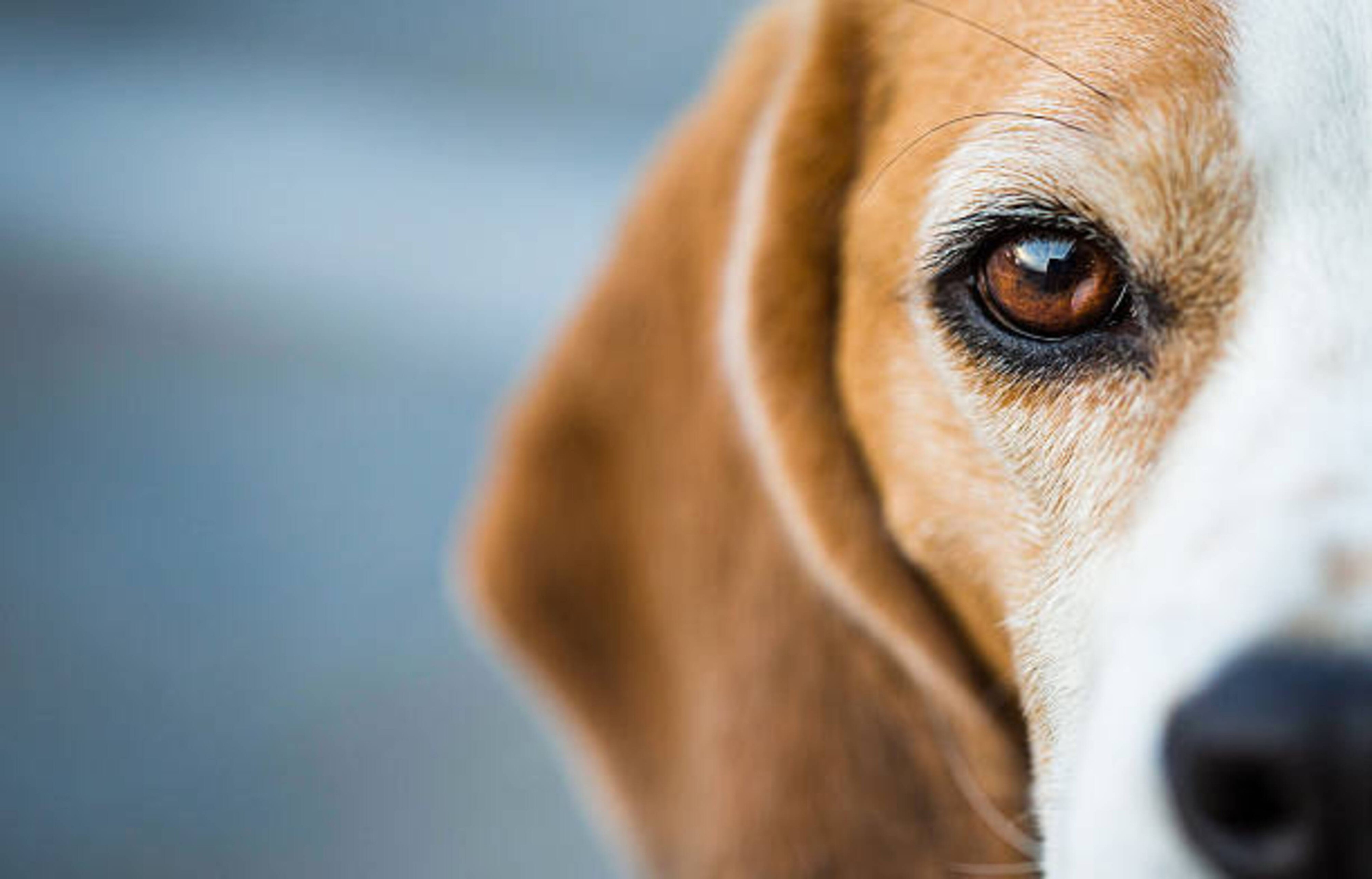 Comment voit votre chien ?