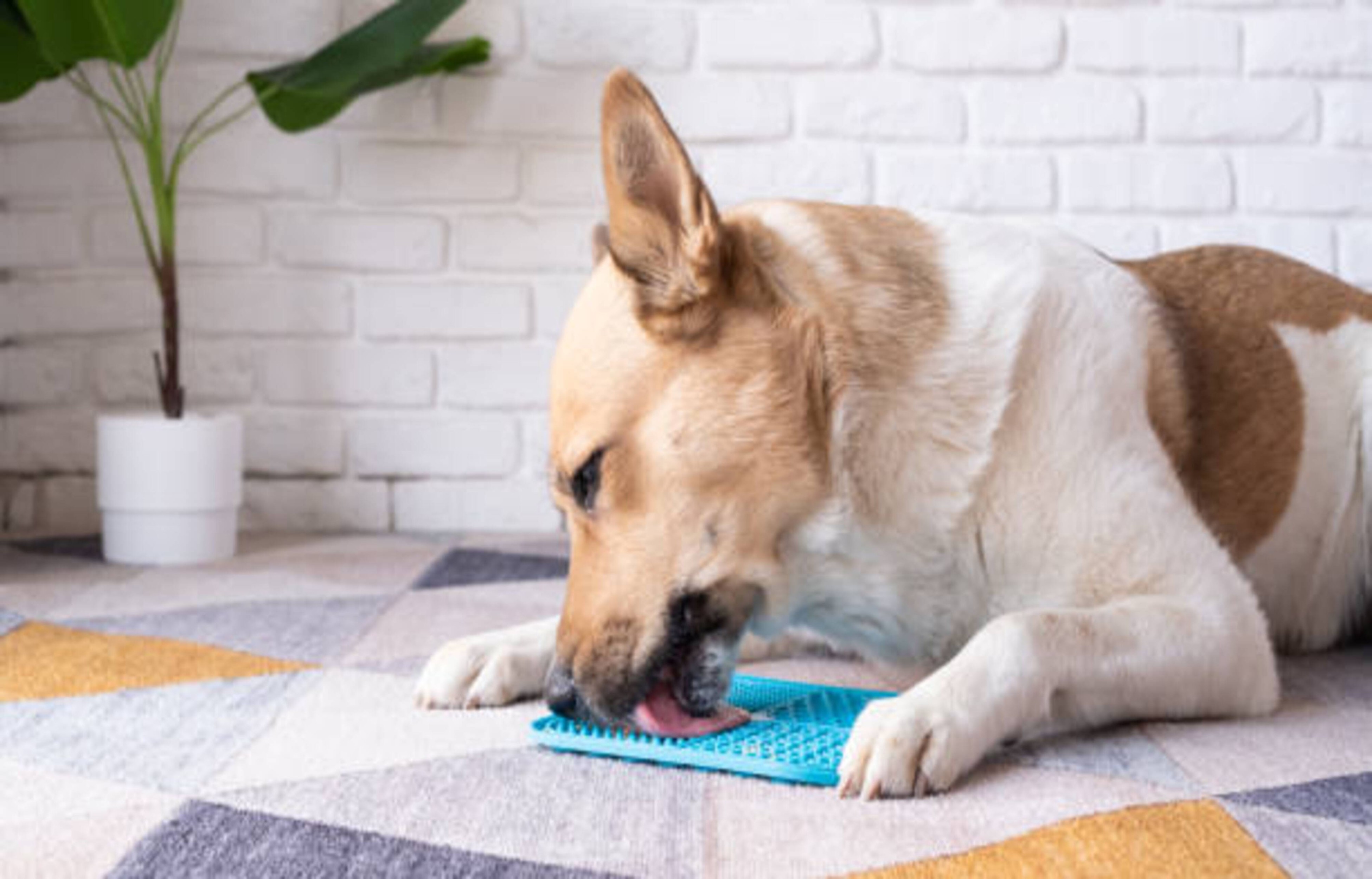 Un tapis de léchage pour votre chien