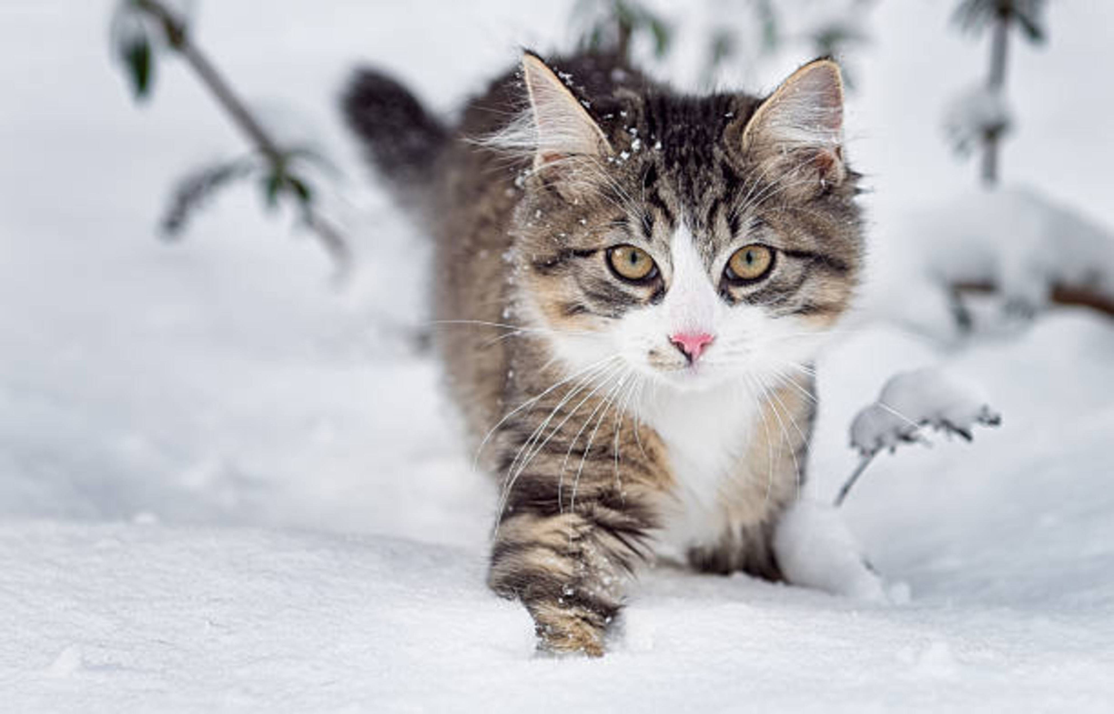 Protéger votre chat du froid