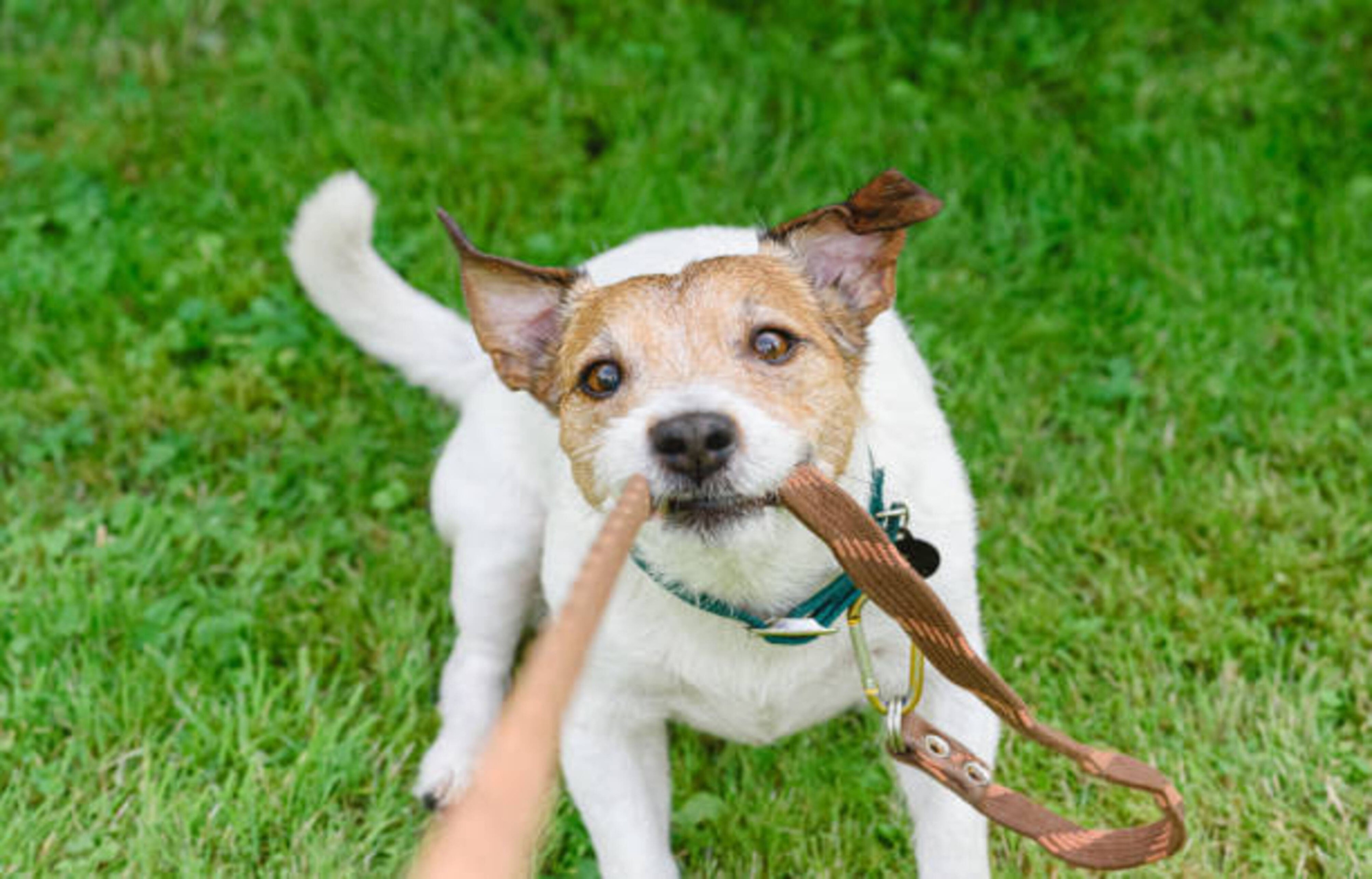Votre chien mord sa laisse
