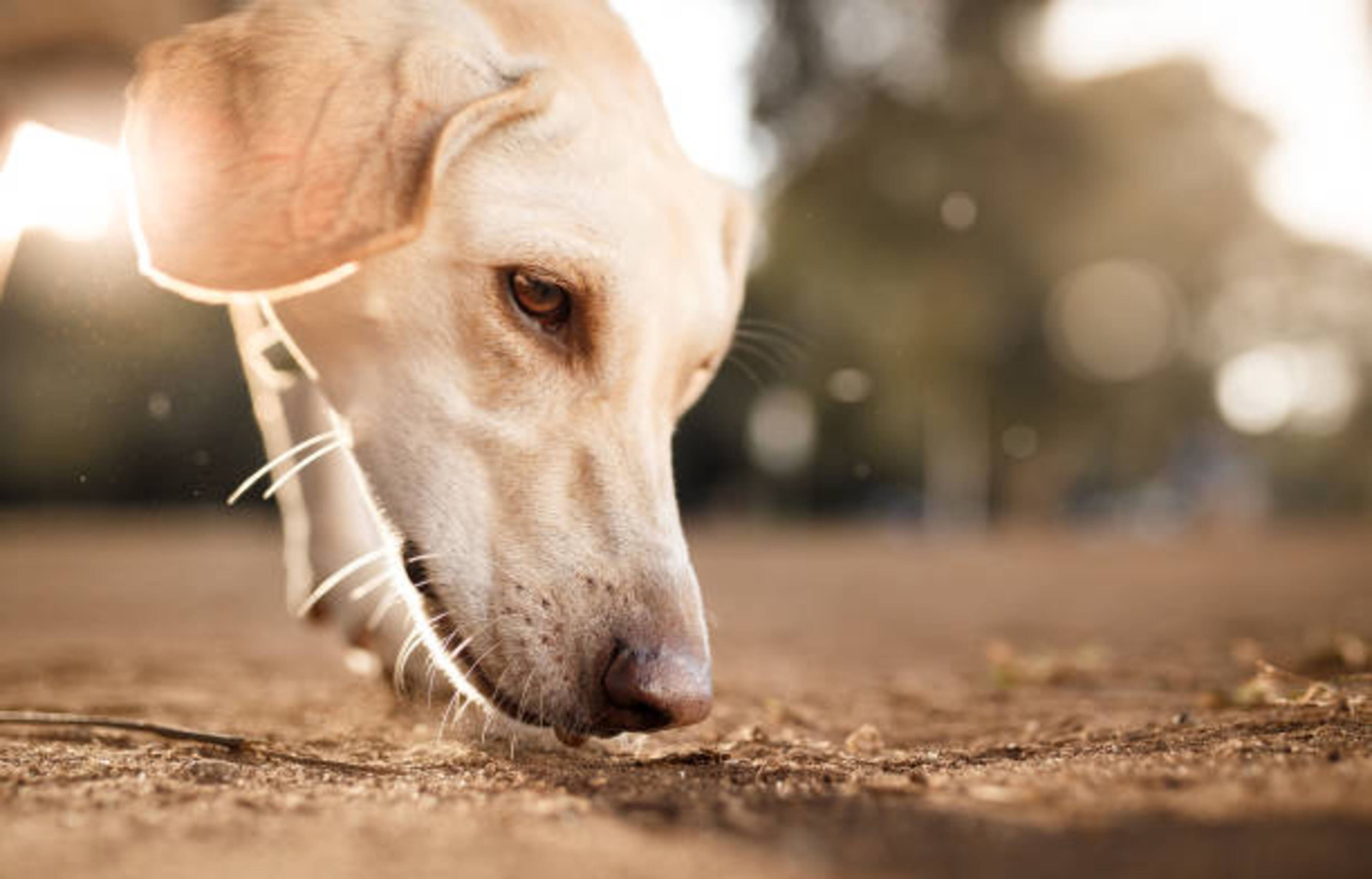 Pourquoi laisser renifler votre chien ?
